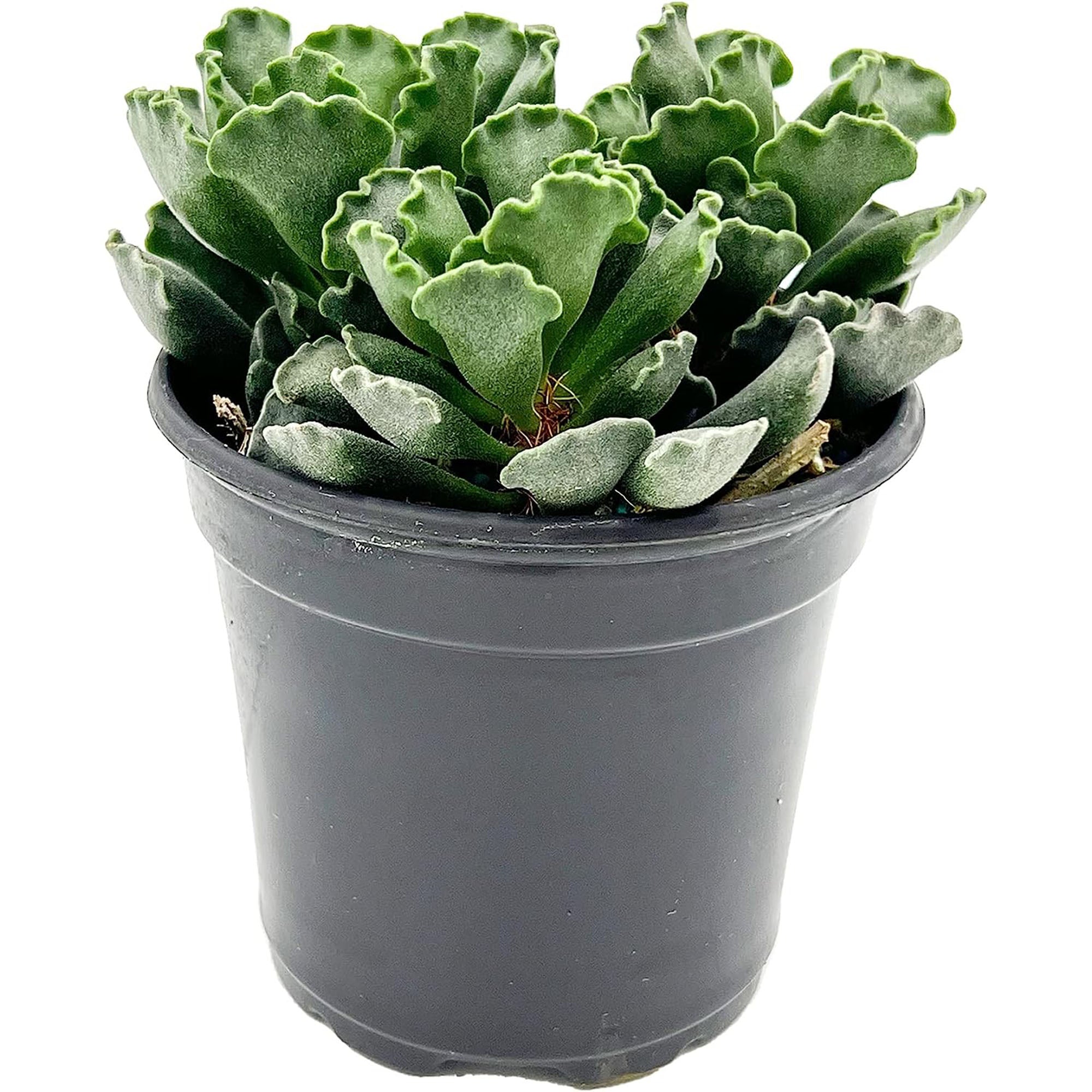 Succulent Agave Isthmensis Mediopicta