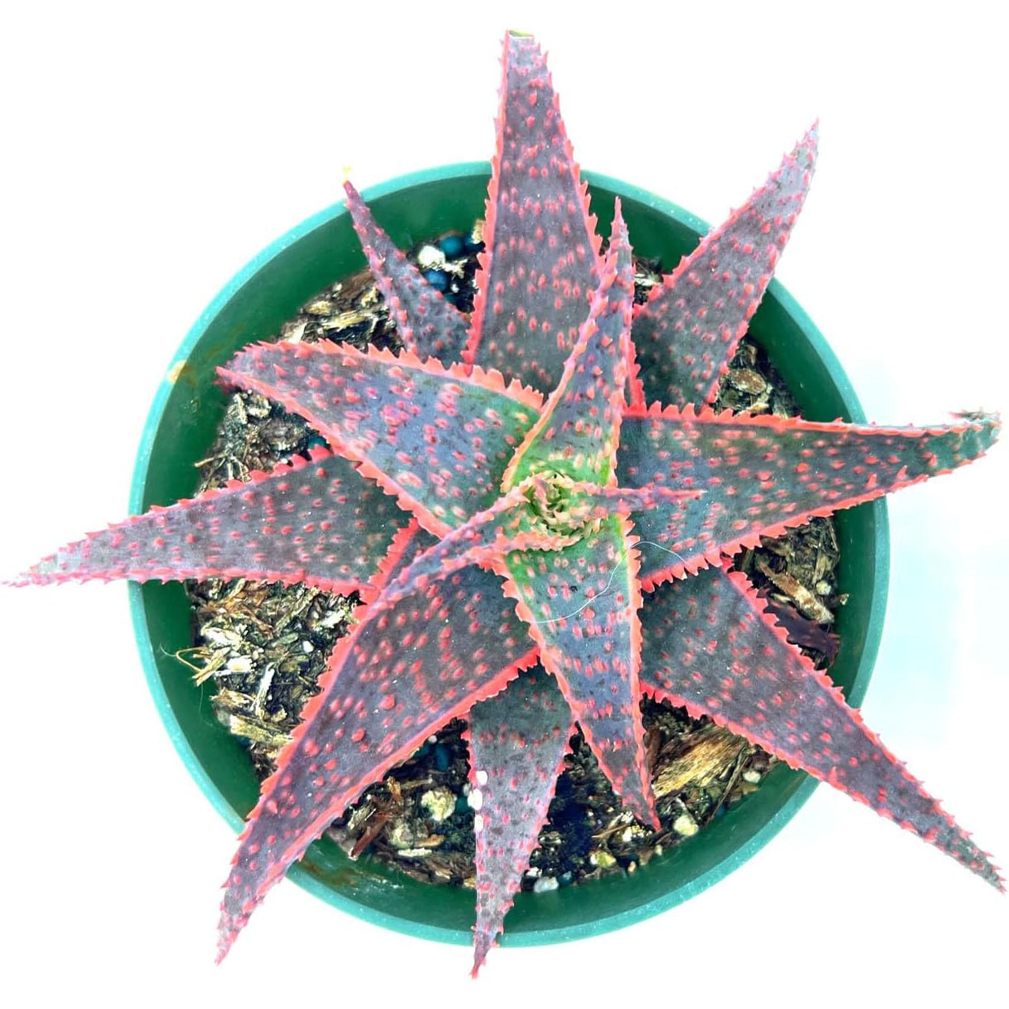 Succulent Christmas Carol