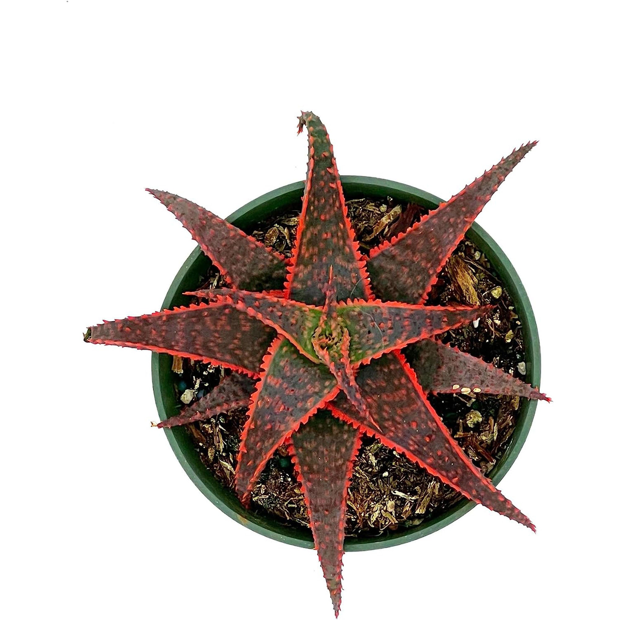 Succulent Christmas Carol