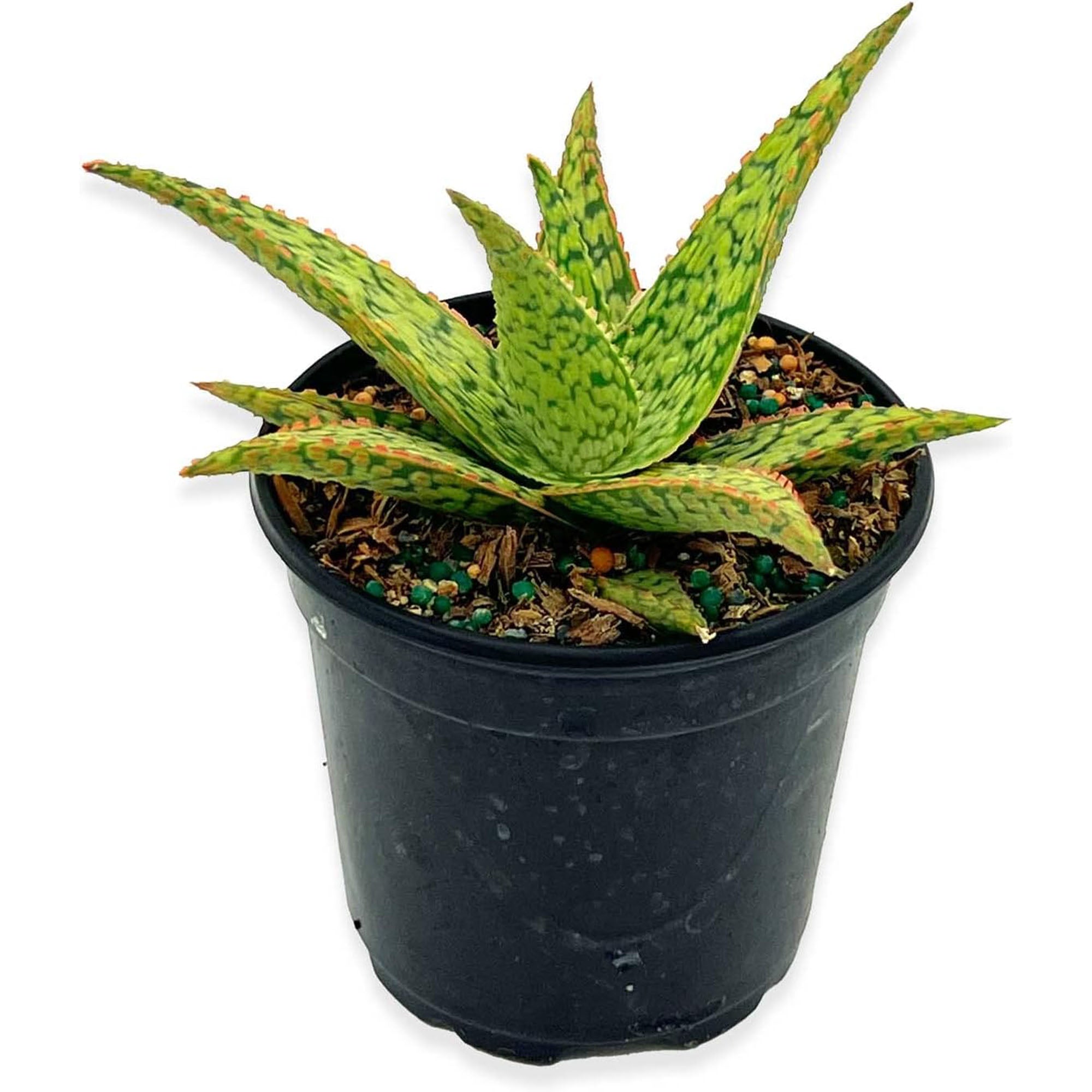 pink blush succulent Succulent Aloe Pink Blush