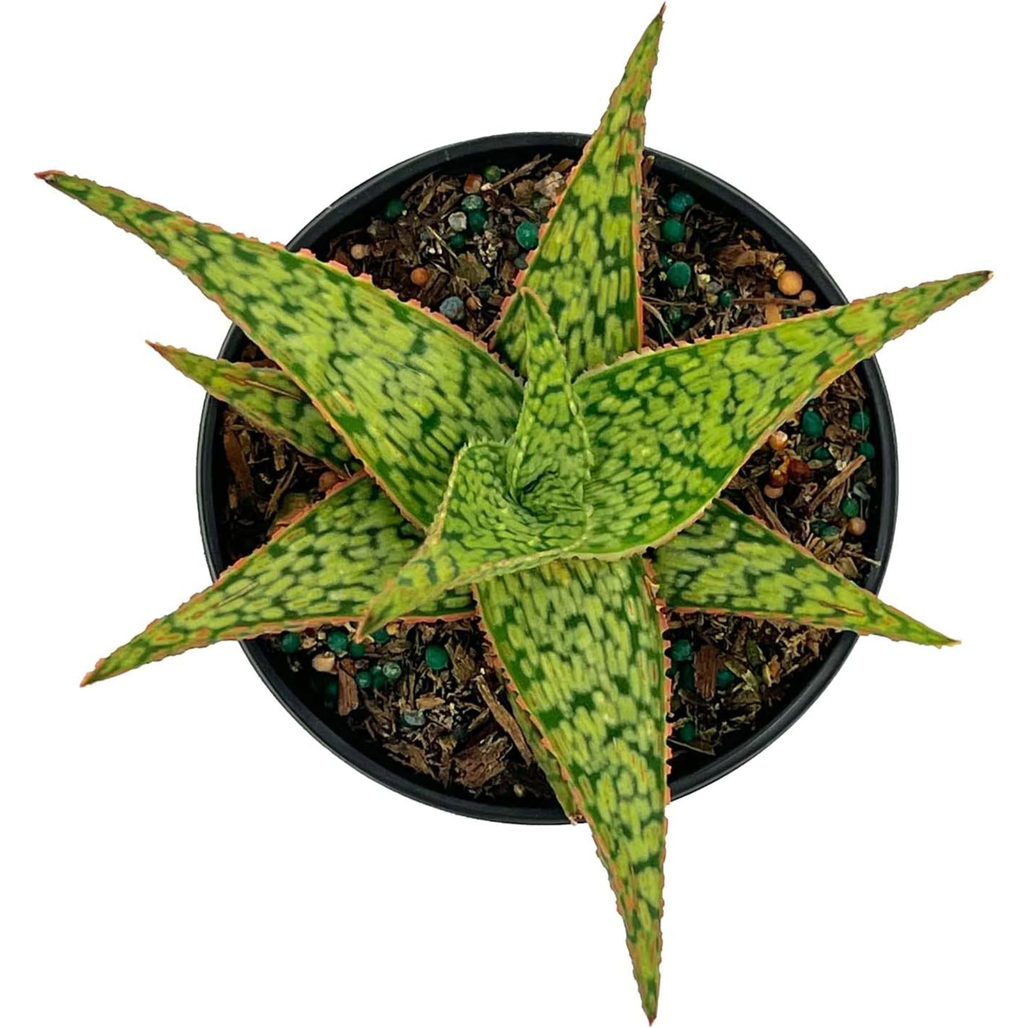 Succulent Aloe Pink Blush