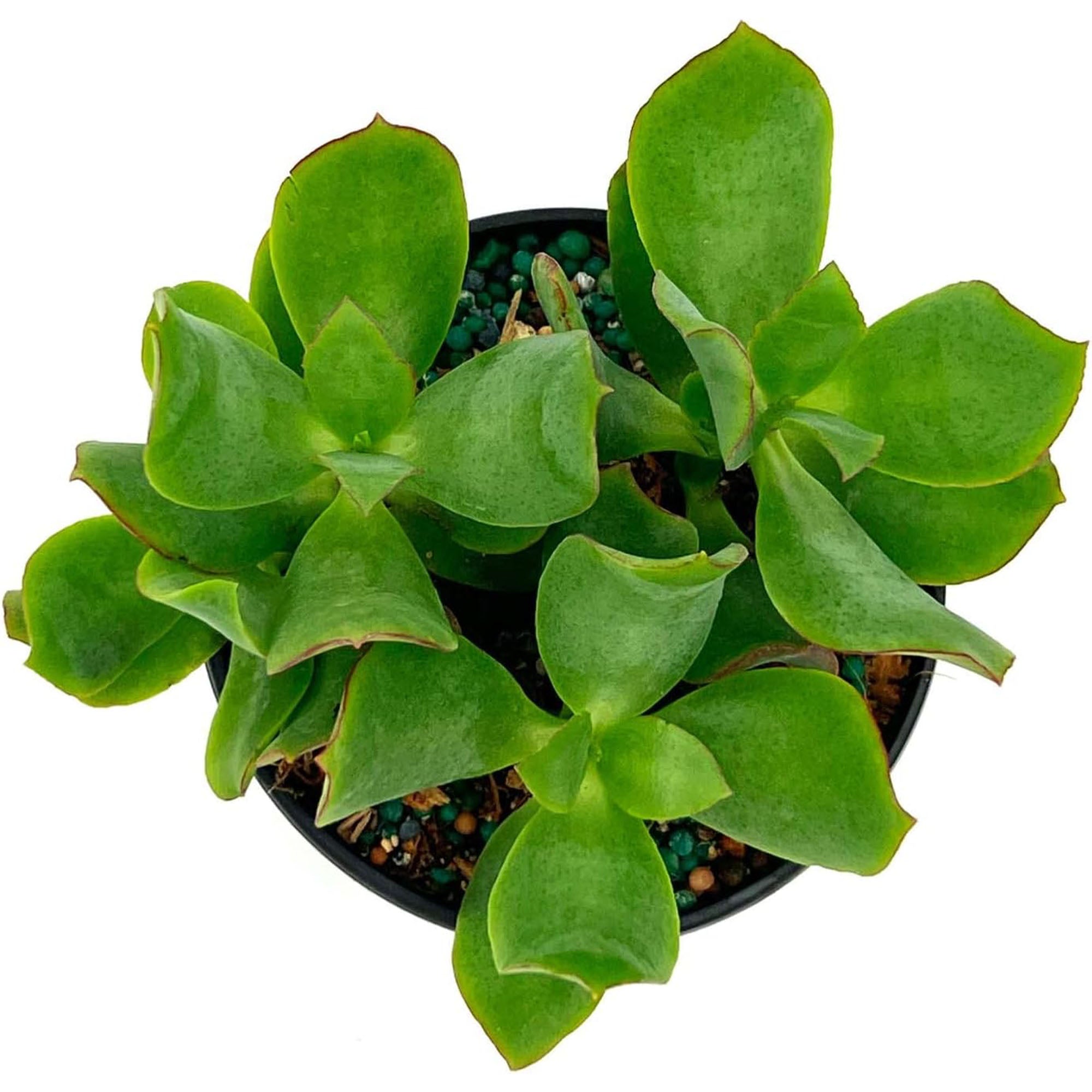 Succulent Crassula Arborescens