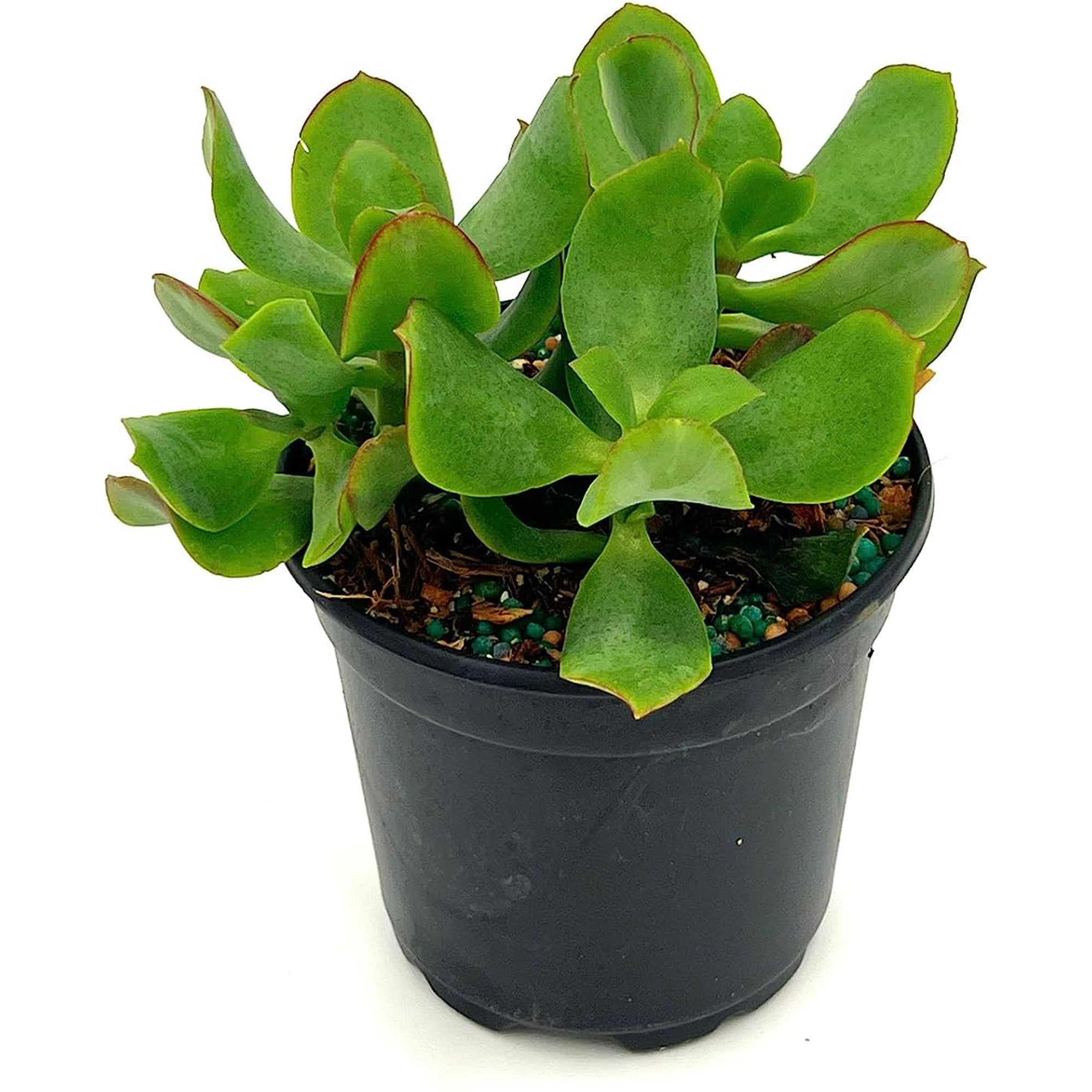 Succulent Crassula Arborescens