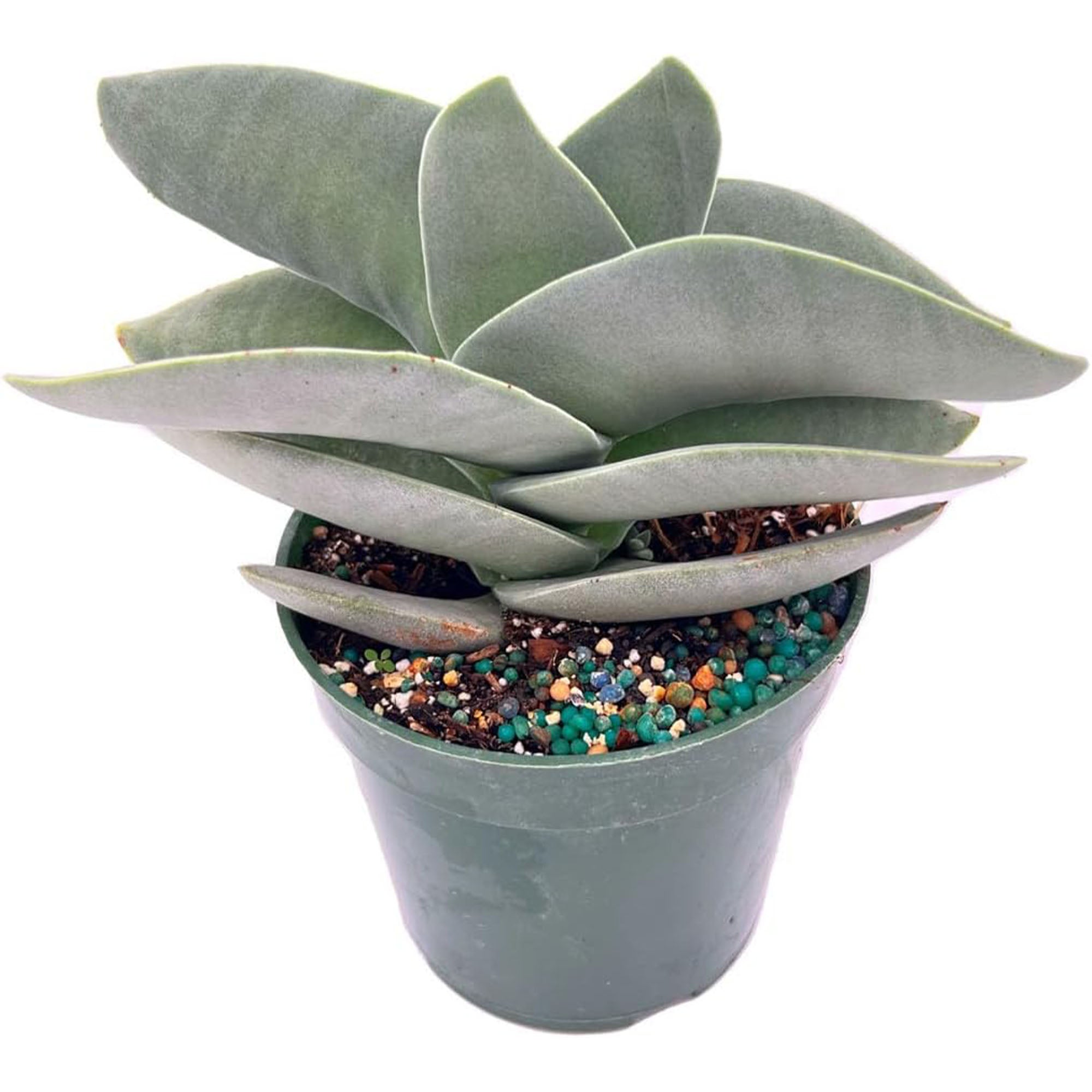 Succulent Crassula Falcata