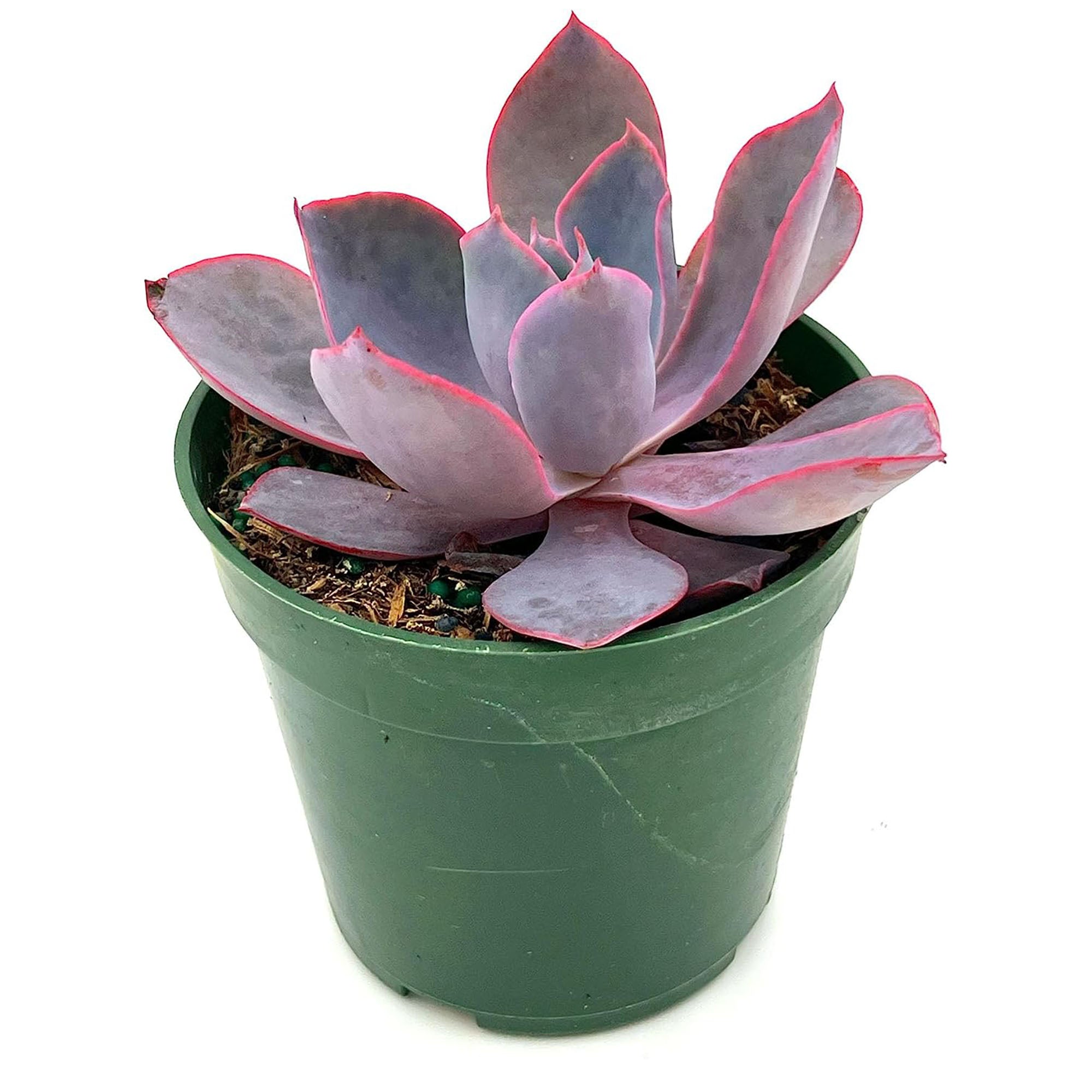 Succulent Agave Isthmensis Mediopicta