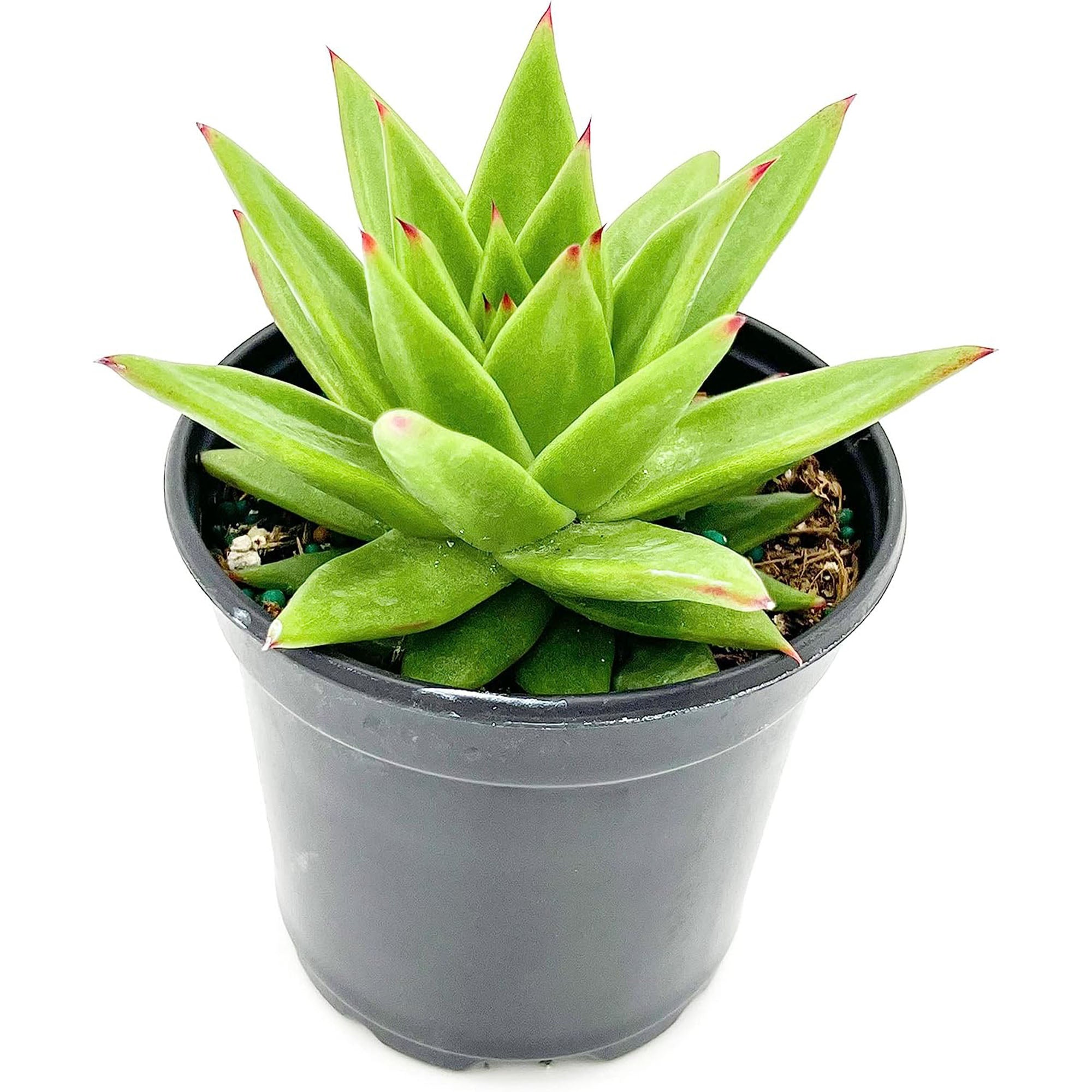 Succulent Echeveria Agaviodes Ebony