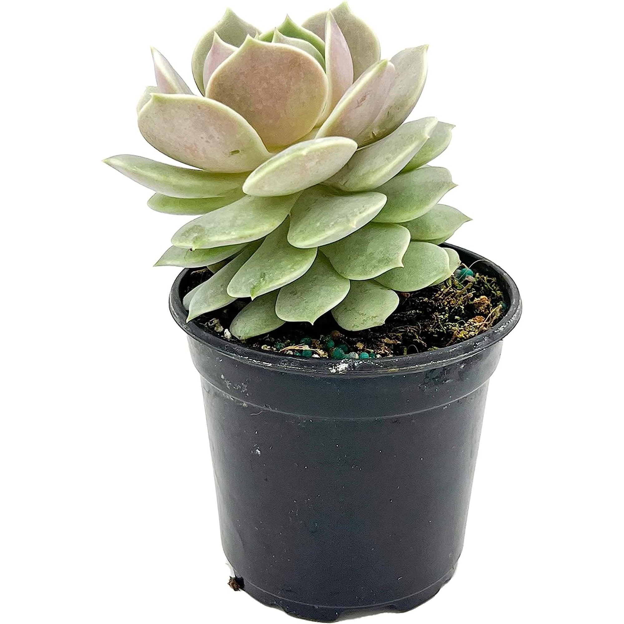 Succulent Echeveria Lola
