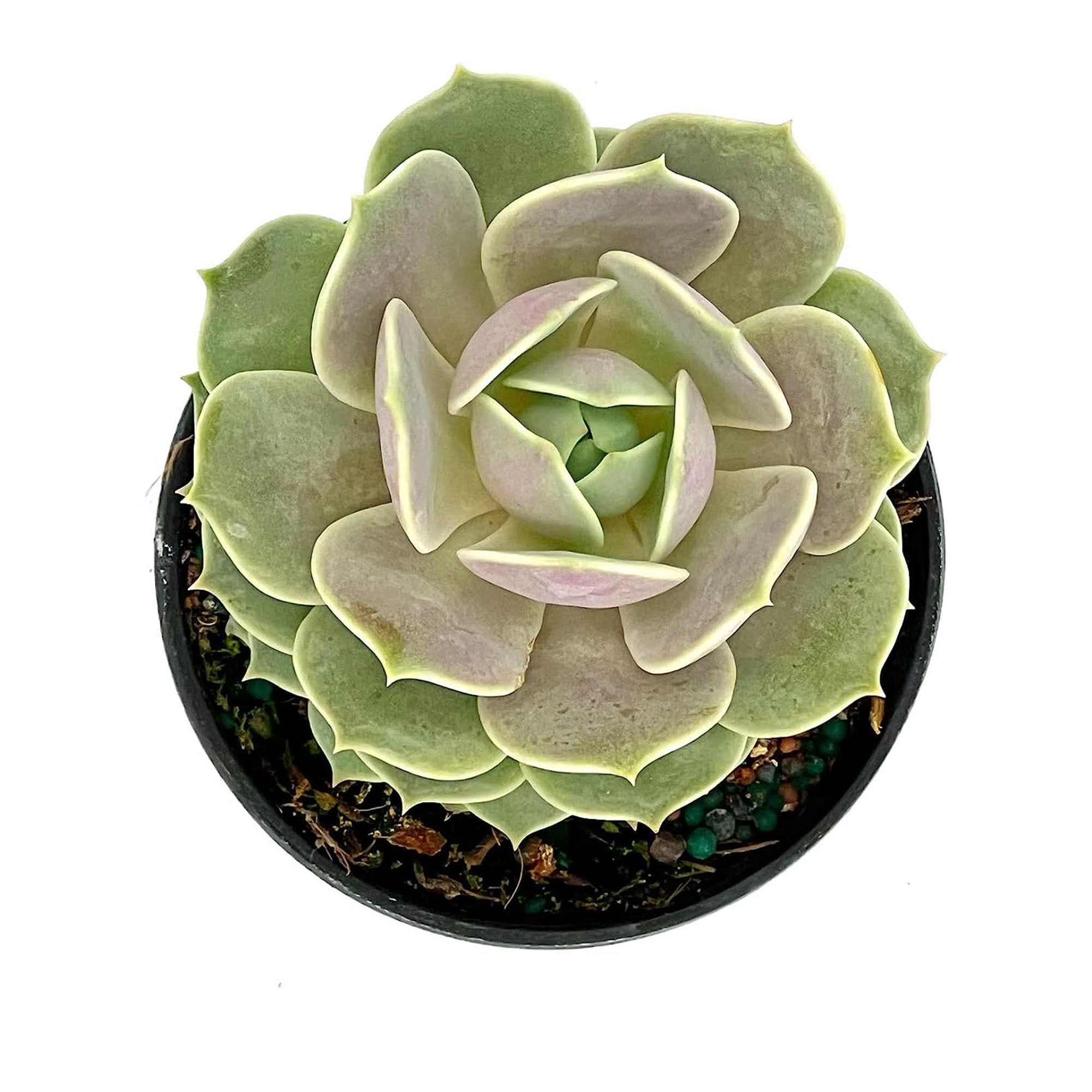 Succulent Echeveria Lola