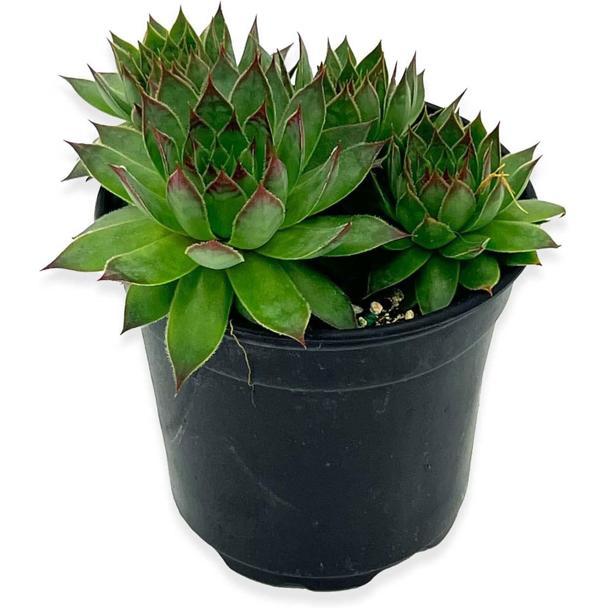 dark green succulent Succulent Echeveria Setorum