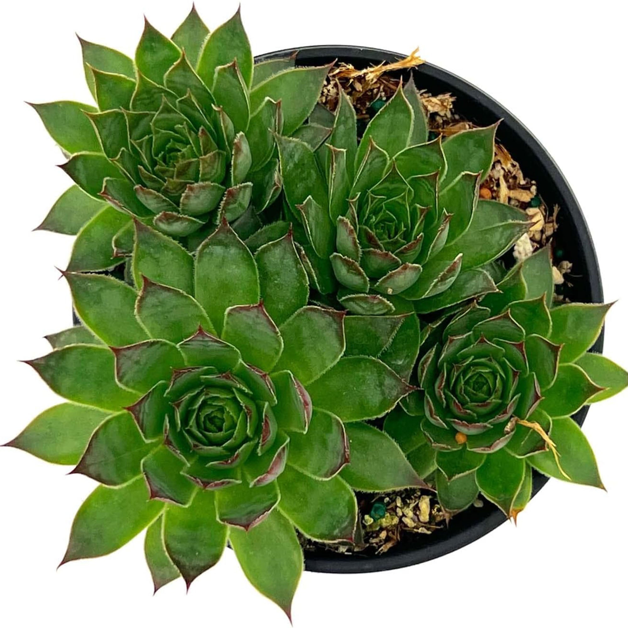 Succulent Echeveria Setorum