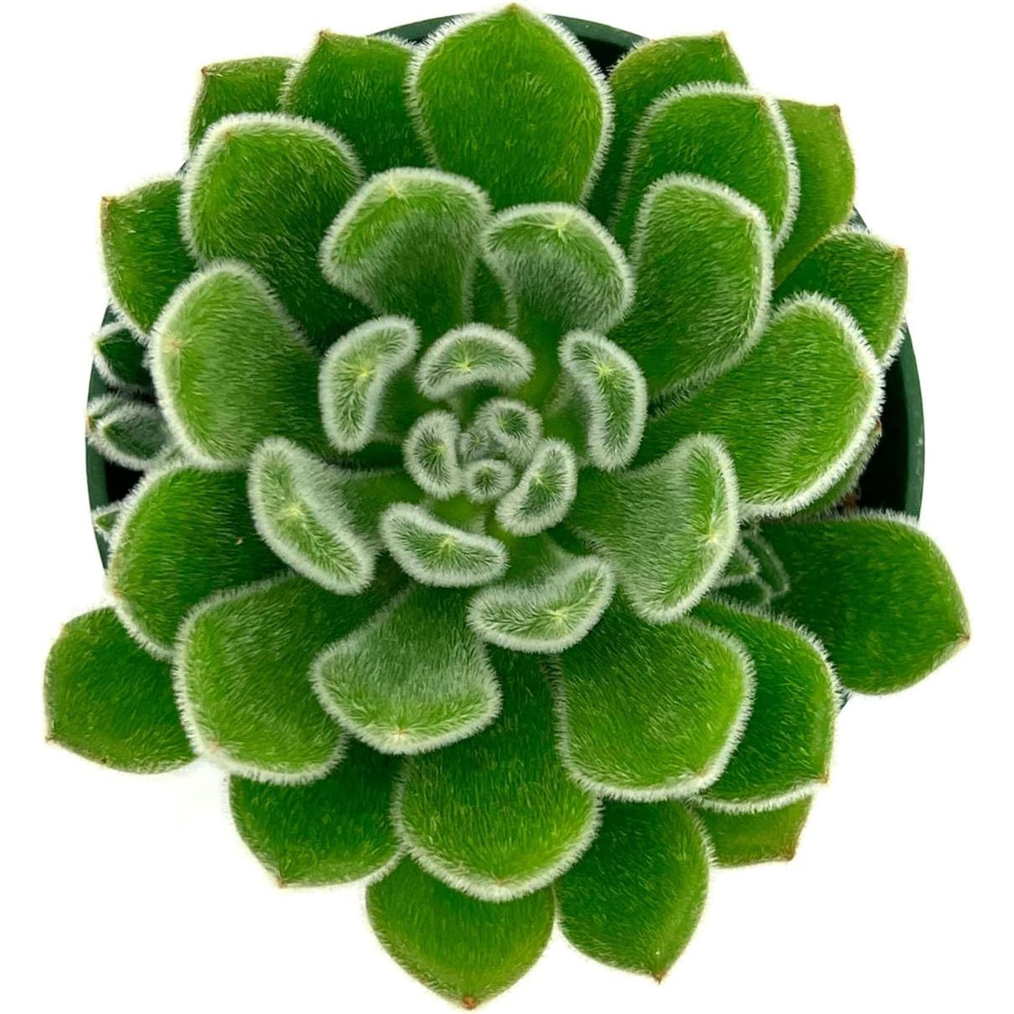 Succulent Echeveria Setosa