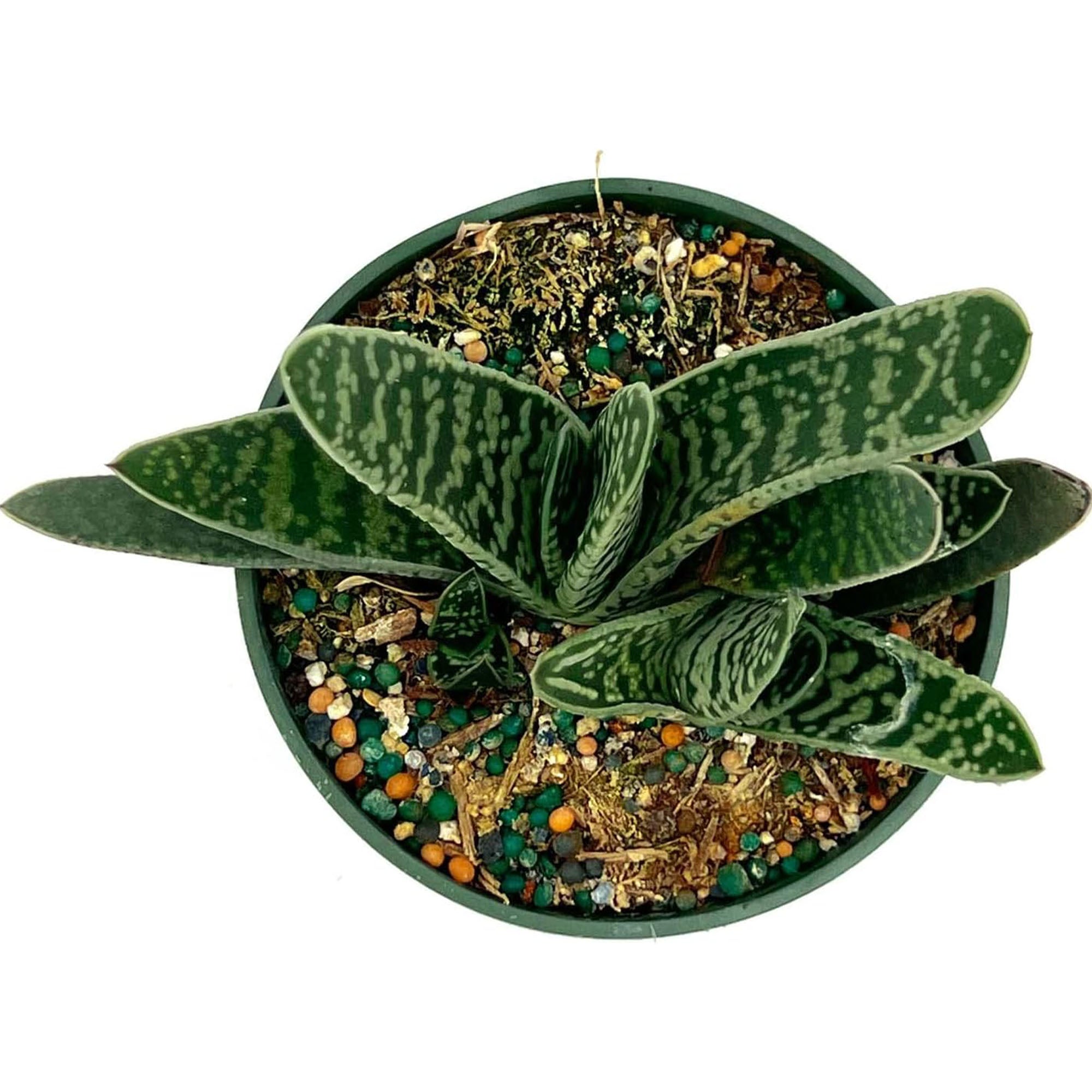 Succulent Gasteria Bicolor