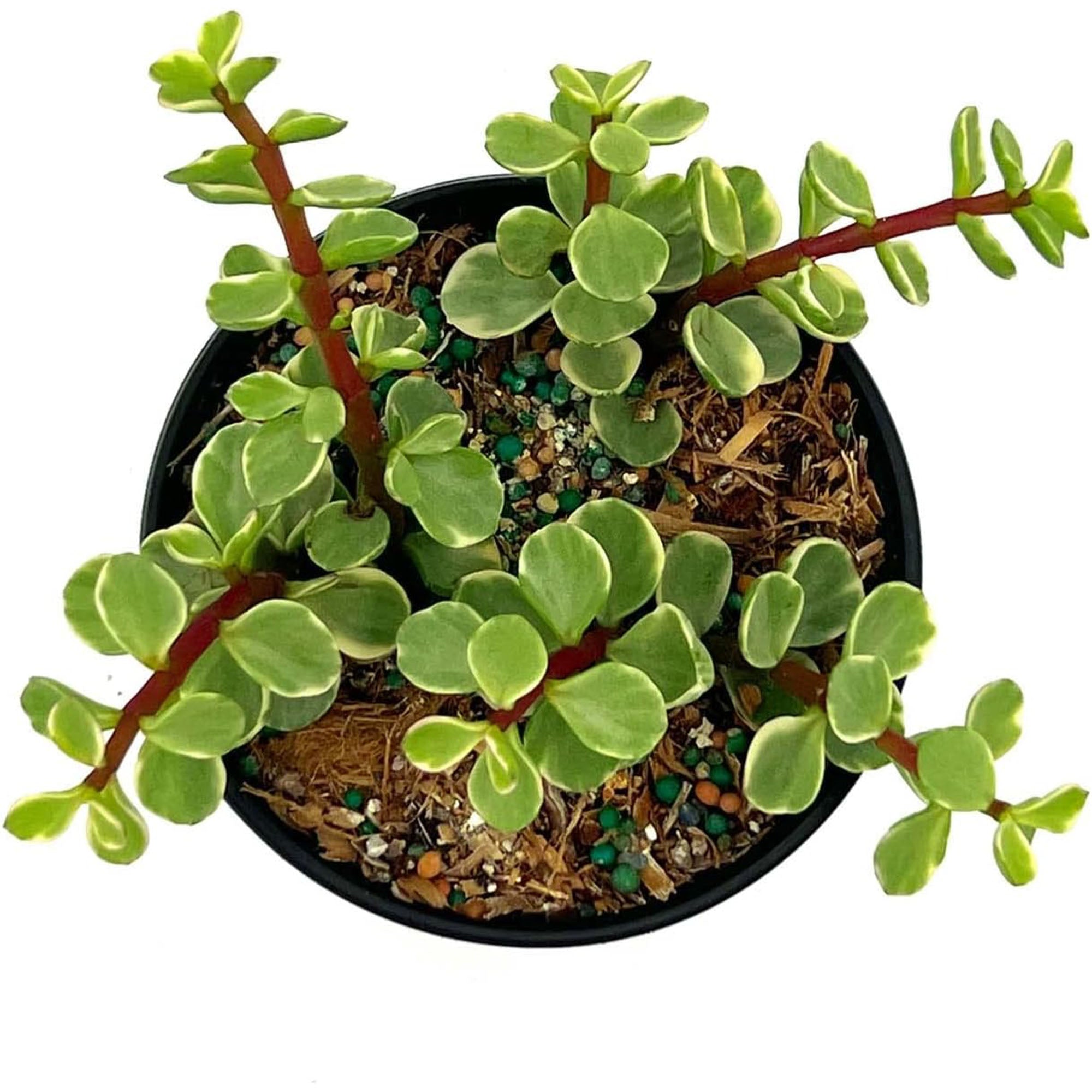 Succulent Portulacaria