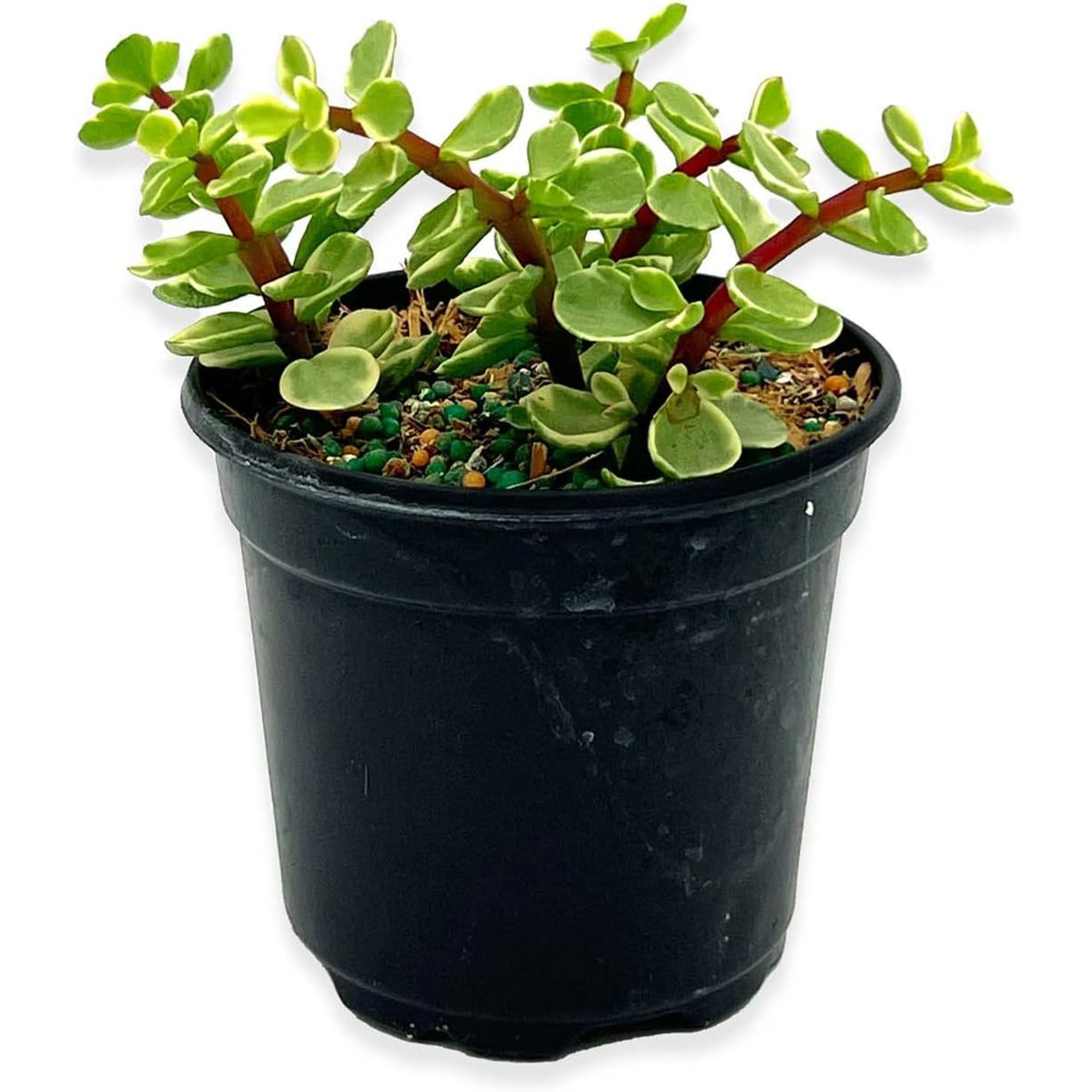 Succulent Portulacaria