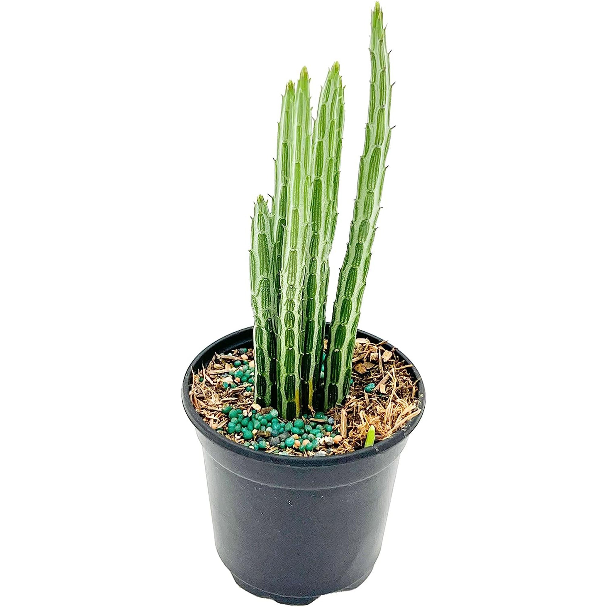 senecio succulent types Succulent Senecio Stapeliiformis