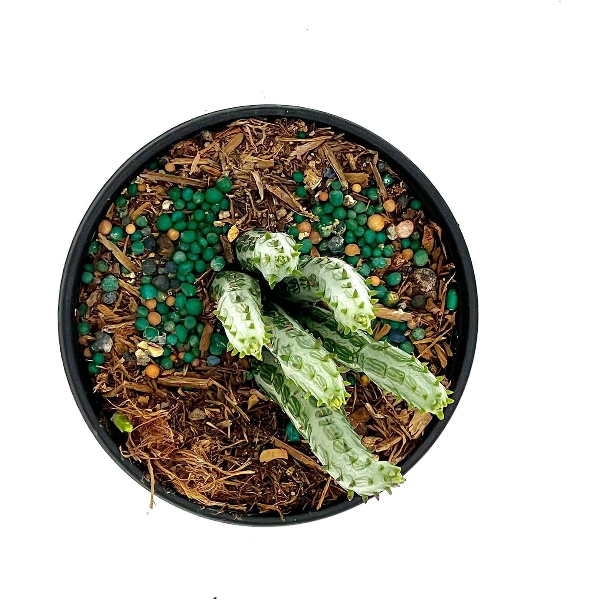 Succulent Senecio Stapeliiformis
