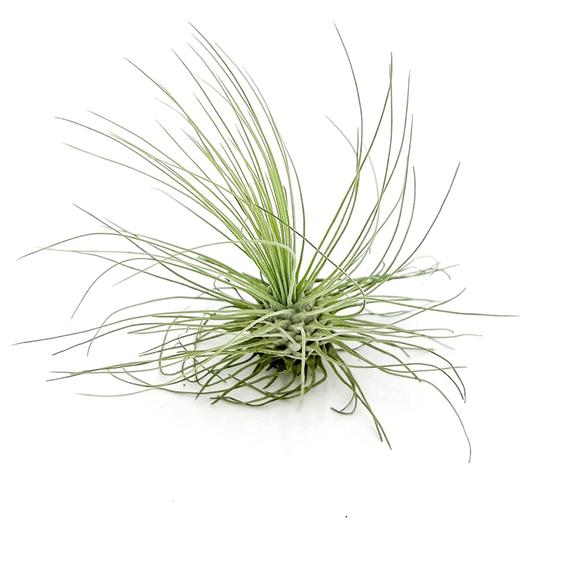 air plant argentea tillandsia Tillandsia Argentea Regular