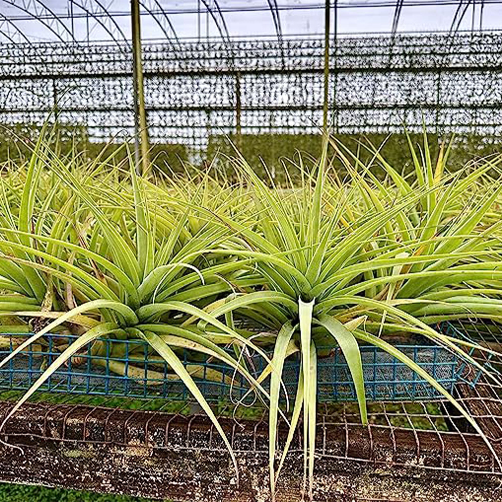 Tillandsia Latifolia