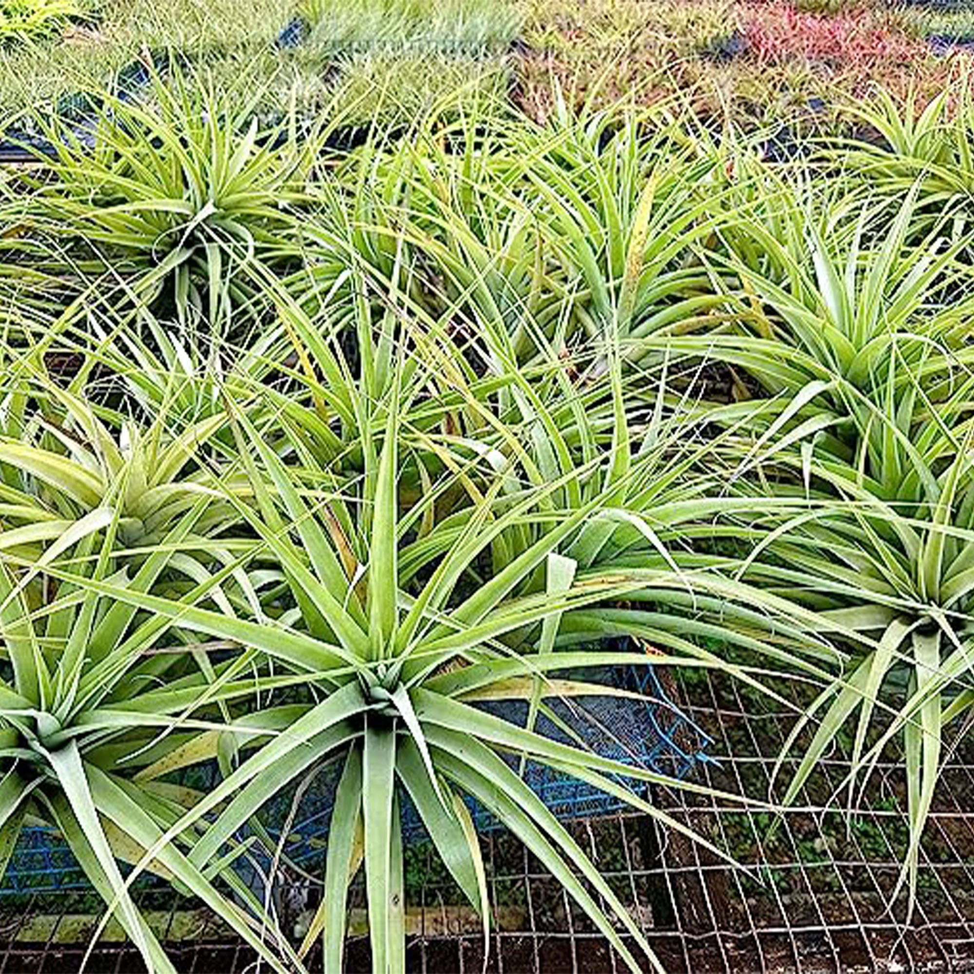 Tillandsia Latifolia