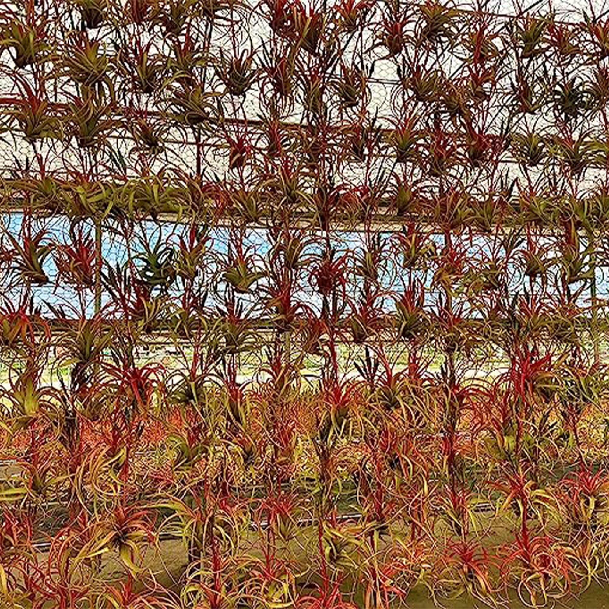 Tillandsia Latifolia