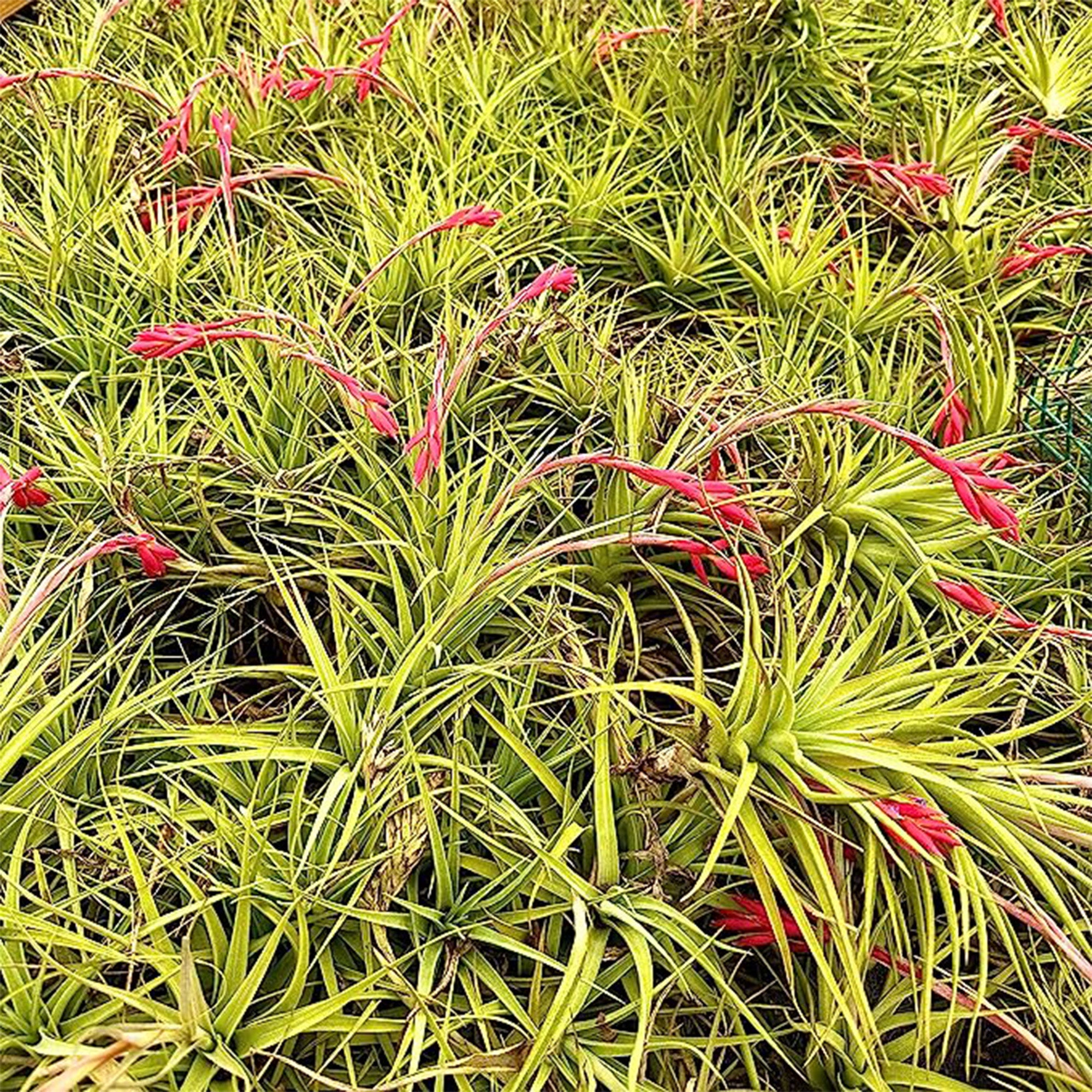 Tillandsia Rose Baer