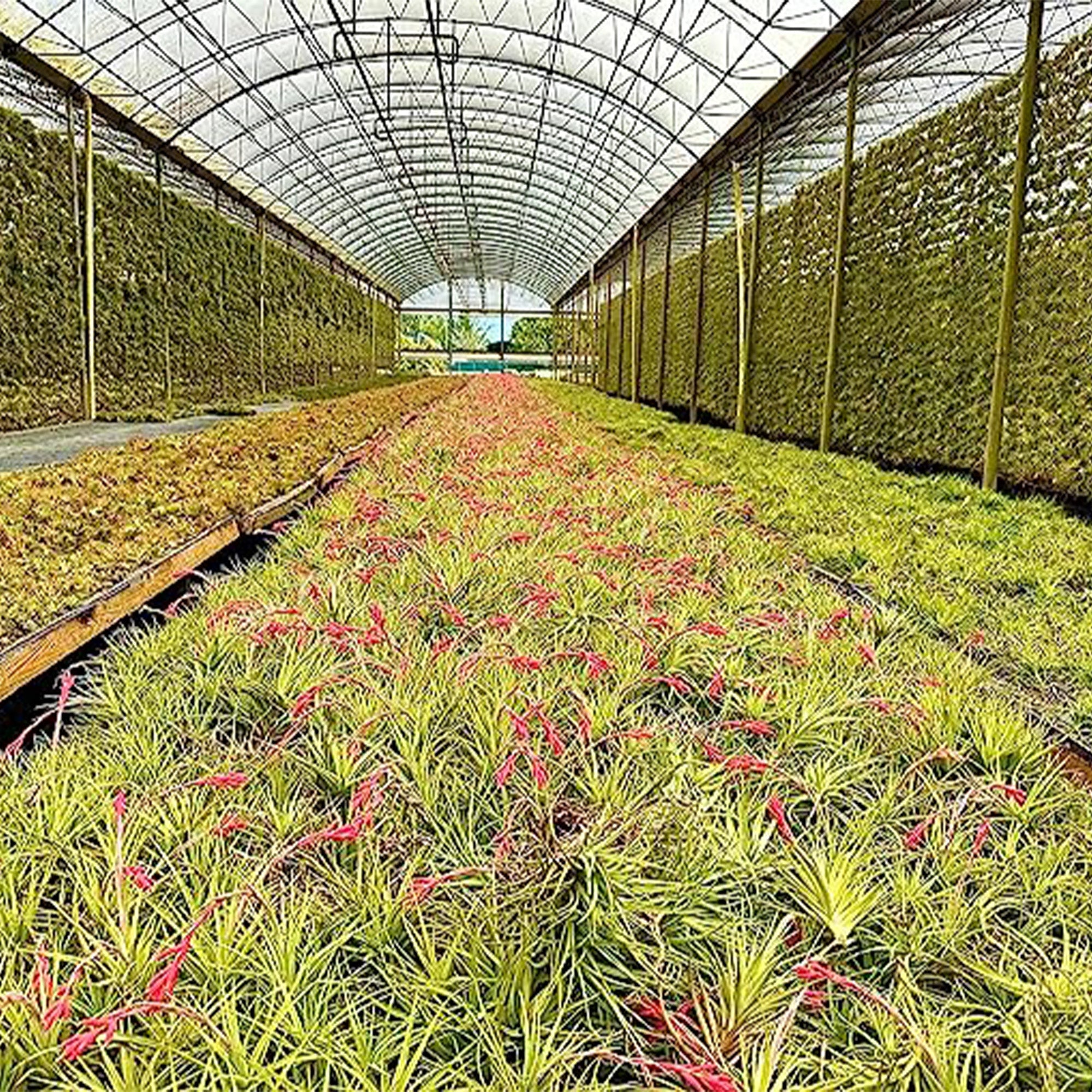 Tillandsia Rose Baer