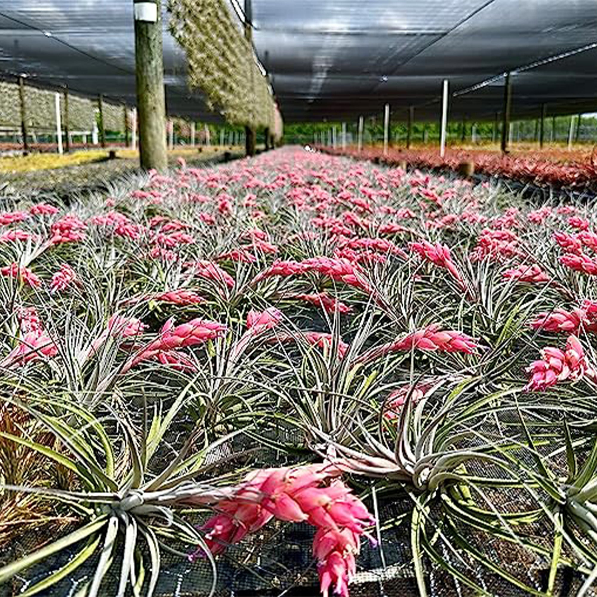 Tillandsia Rose Baer