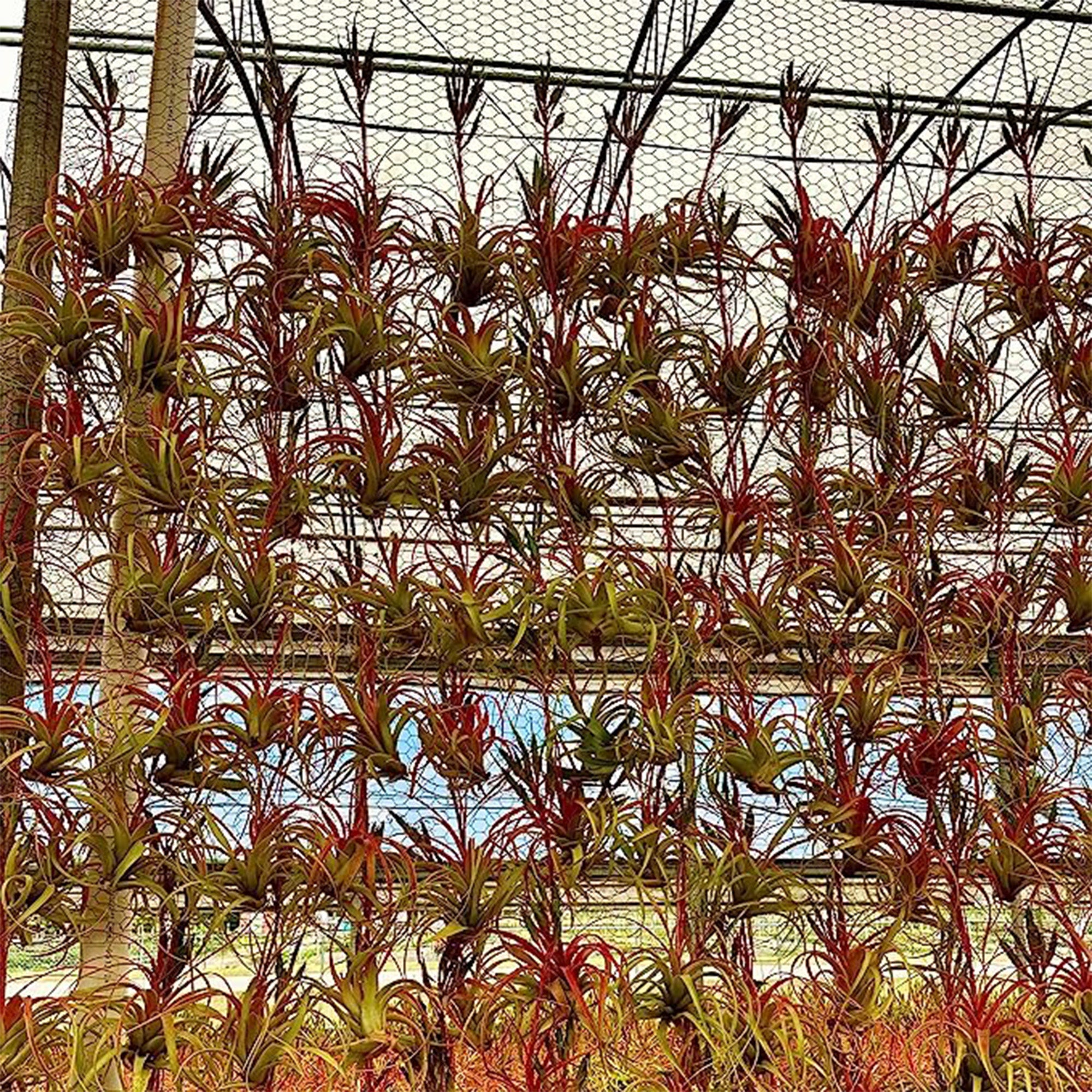 Tillandsia Rose Baer