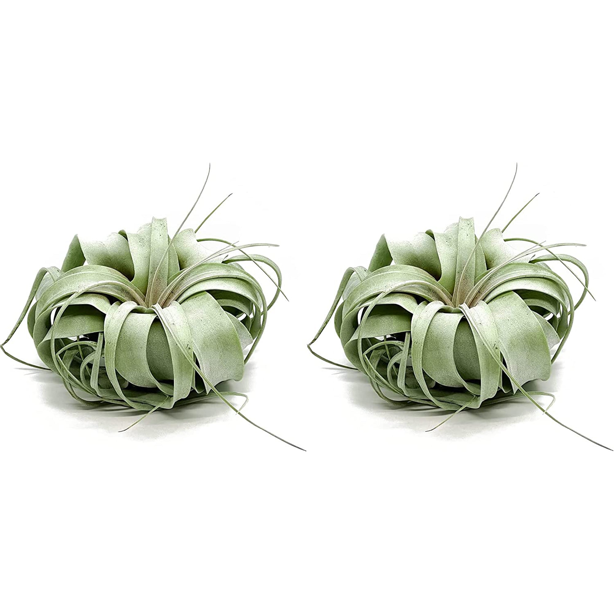 Tillandsia Xerographica