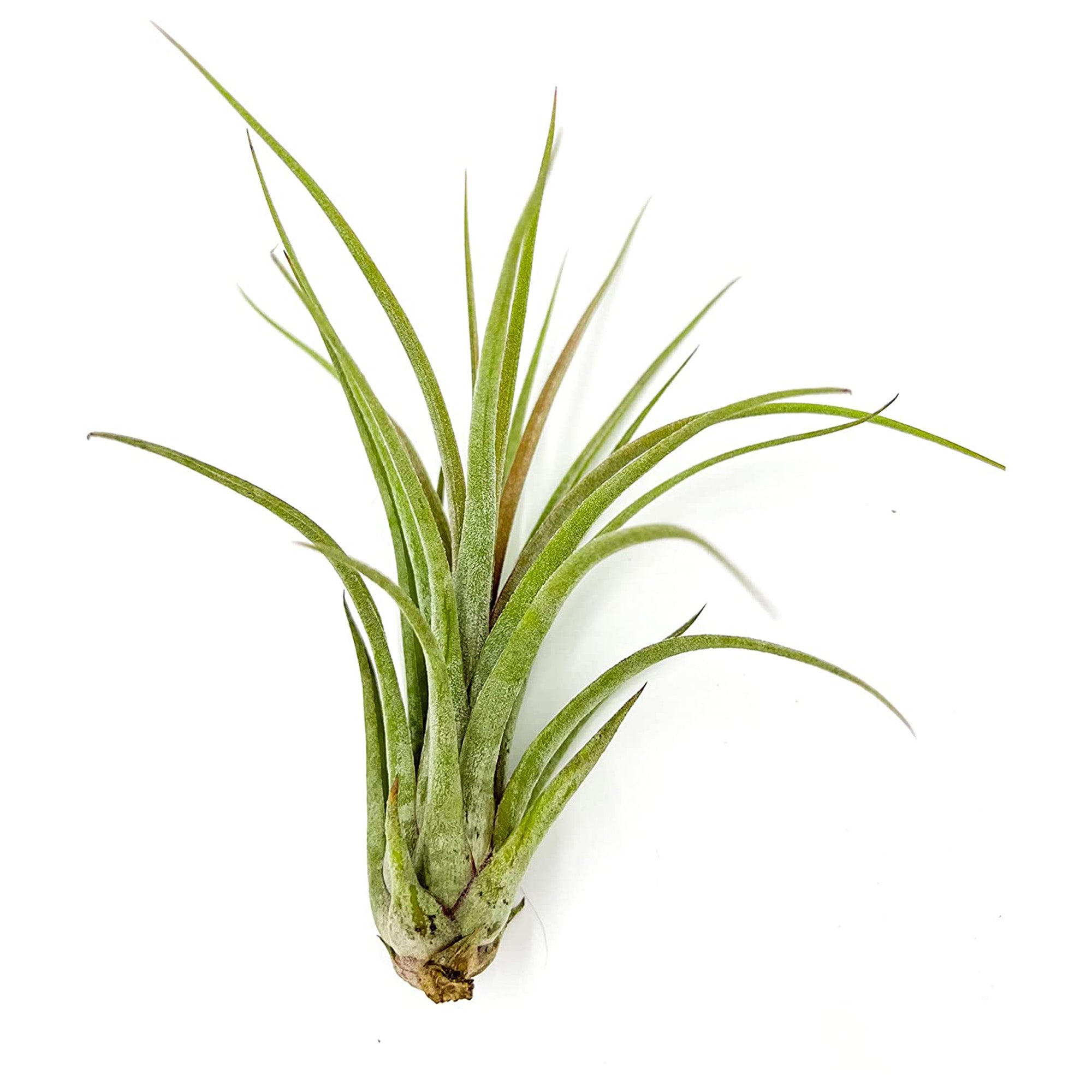jumbo air plants Tillandsia Hybrid No. 51 Jumbo & Large