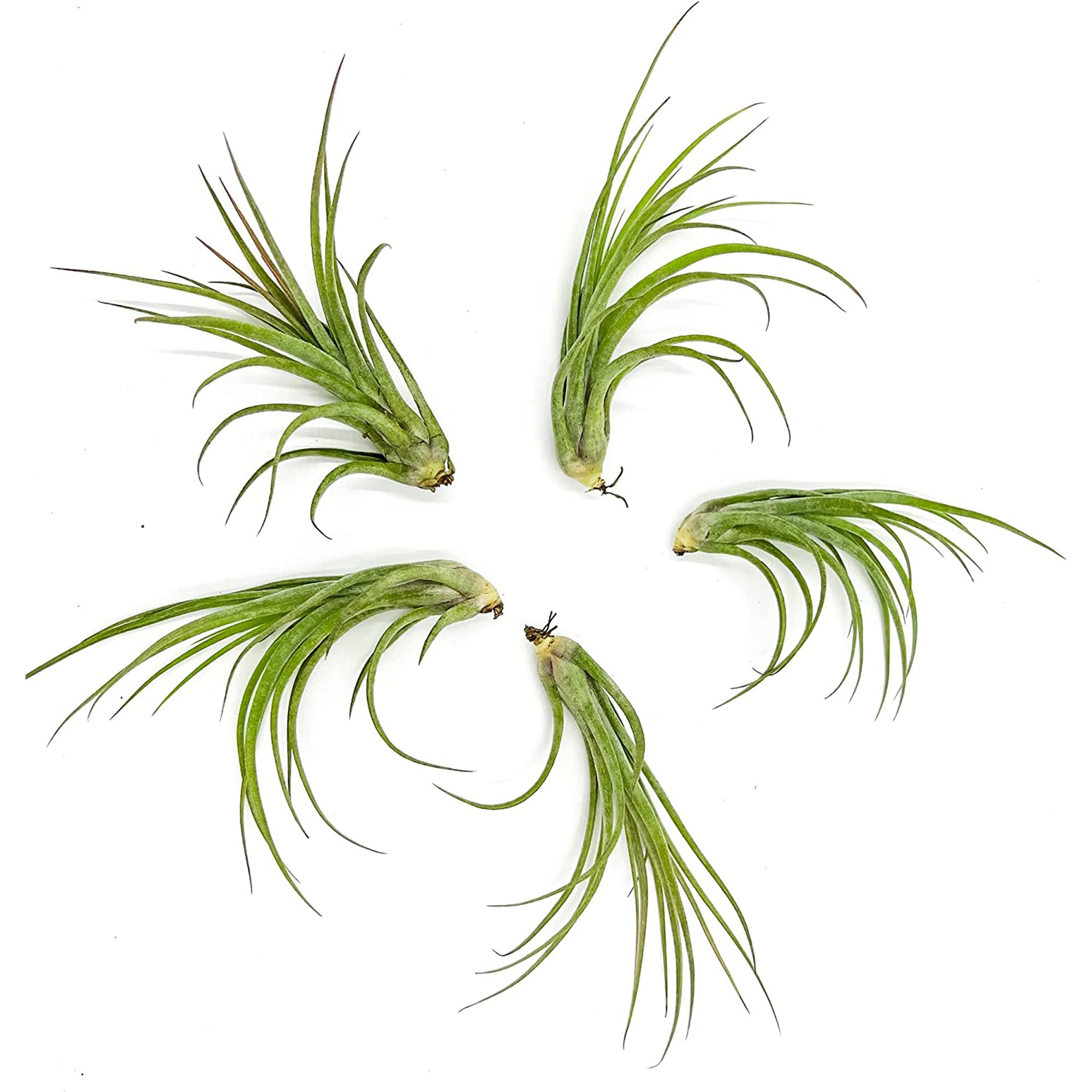 Tillandsia Hybrid No. 51 Jumbo & Large