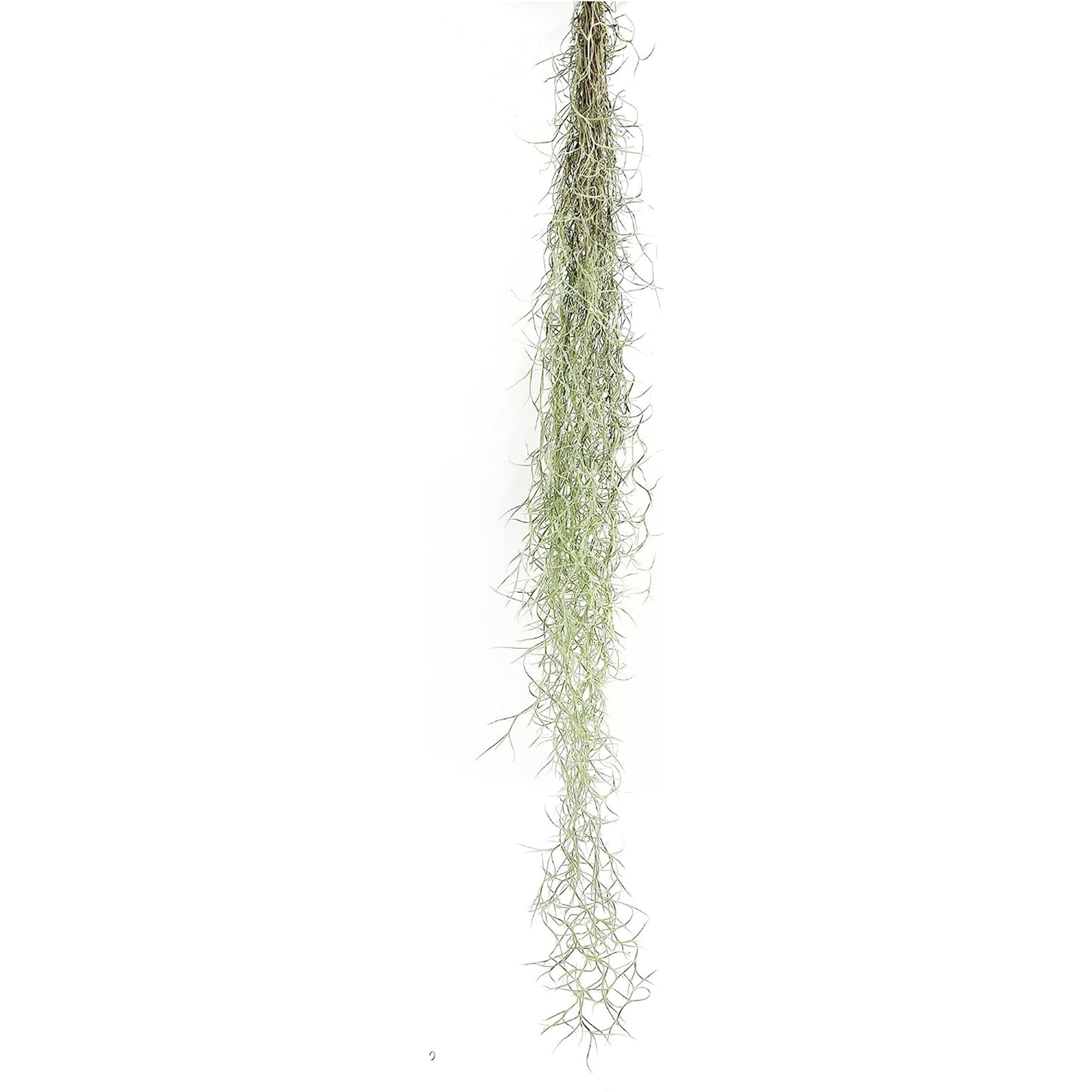 Tillandsia Usneoides "Spanish Moss"