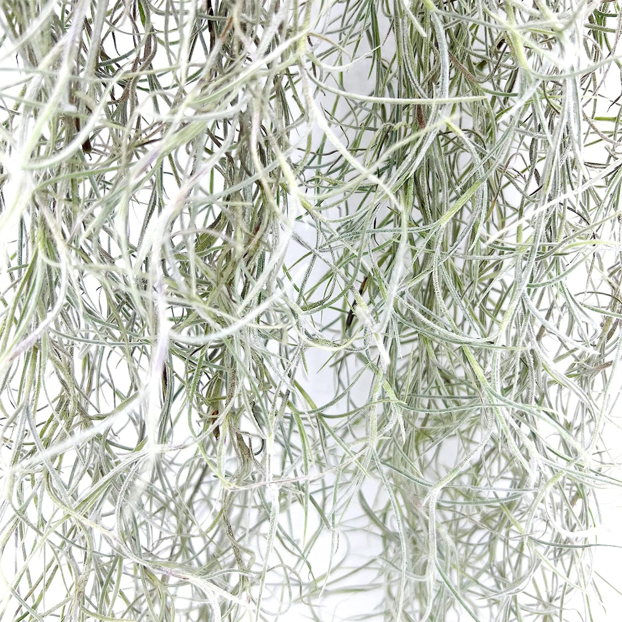 Tillandsia Usneoides "Spanish Moss"