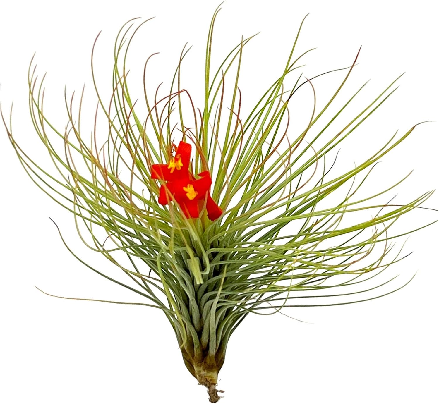andreana air plant care Tillandsia Andreana