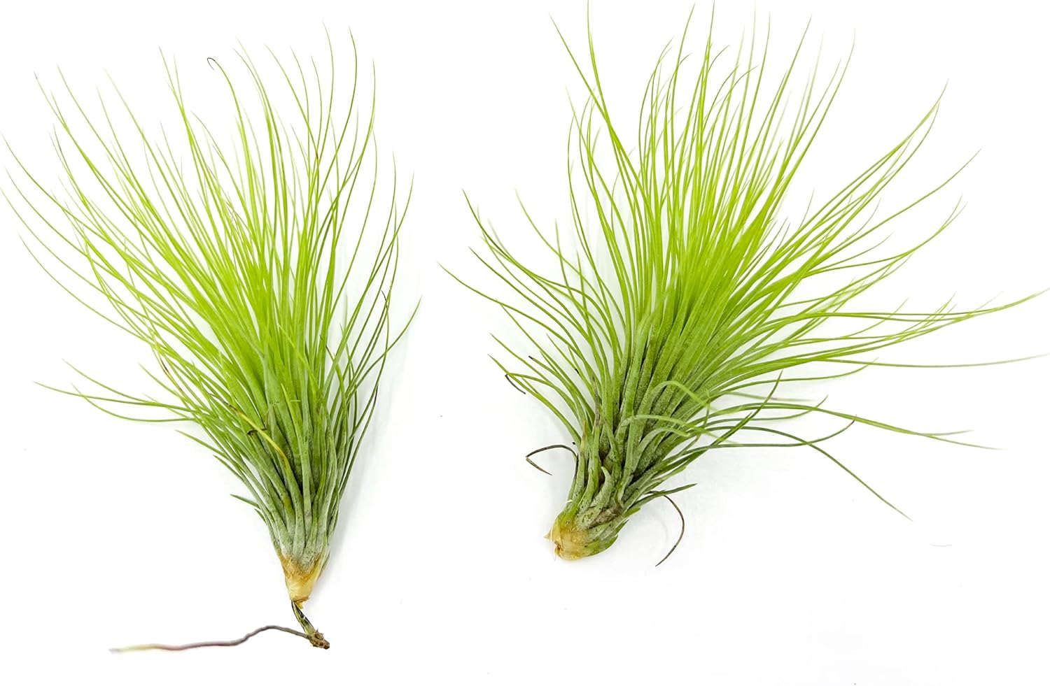 Tillandsia Andreana