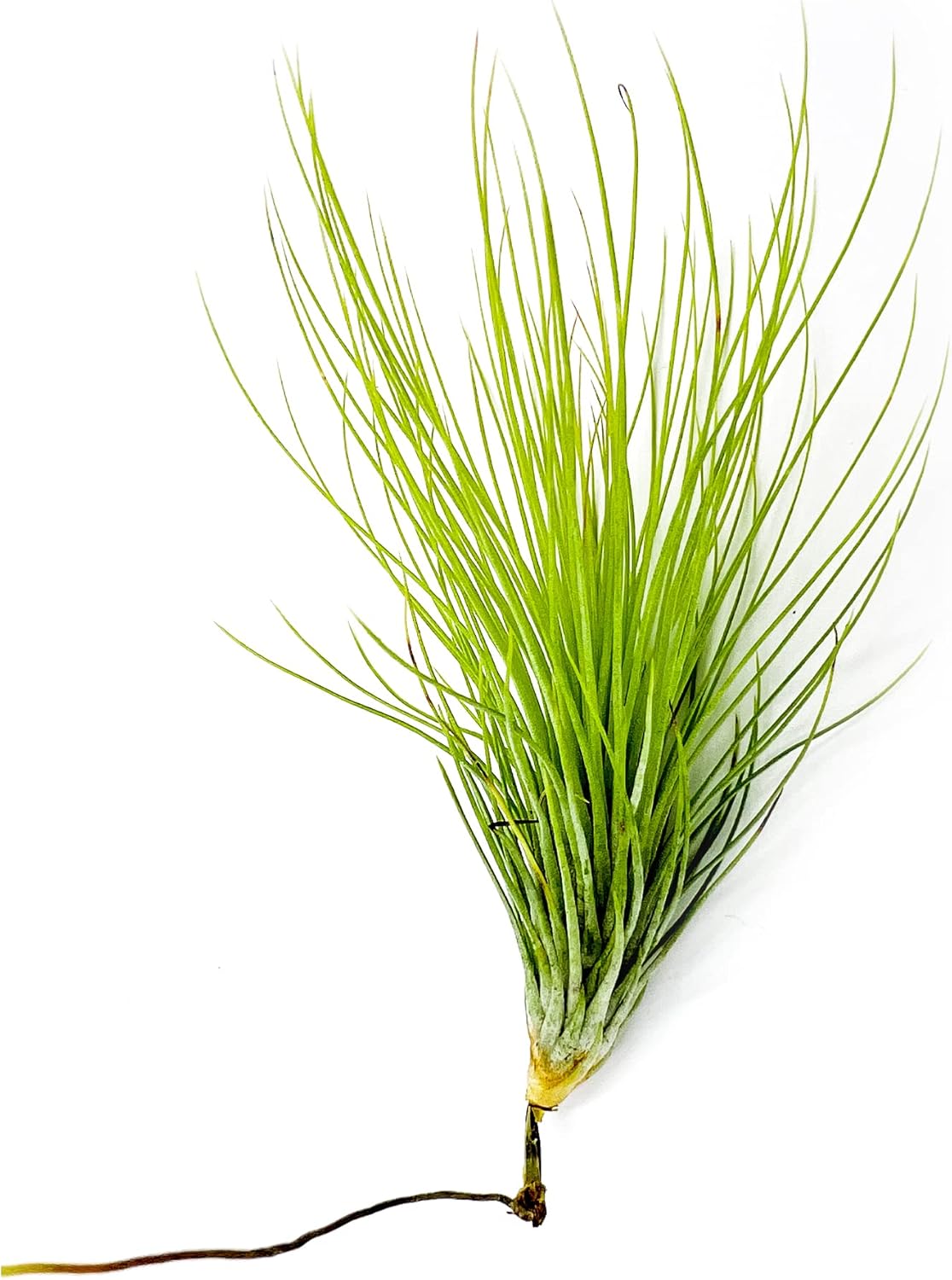 Tillandsia Andreana