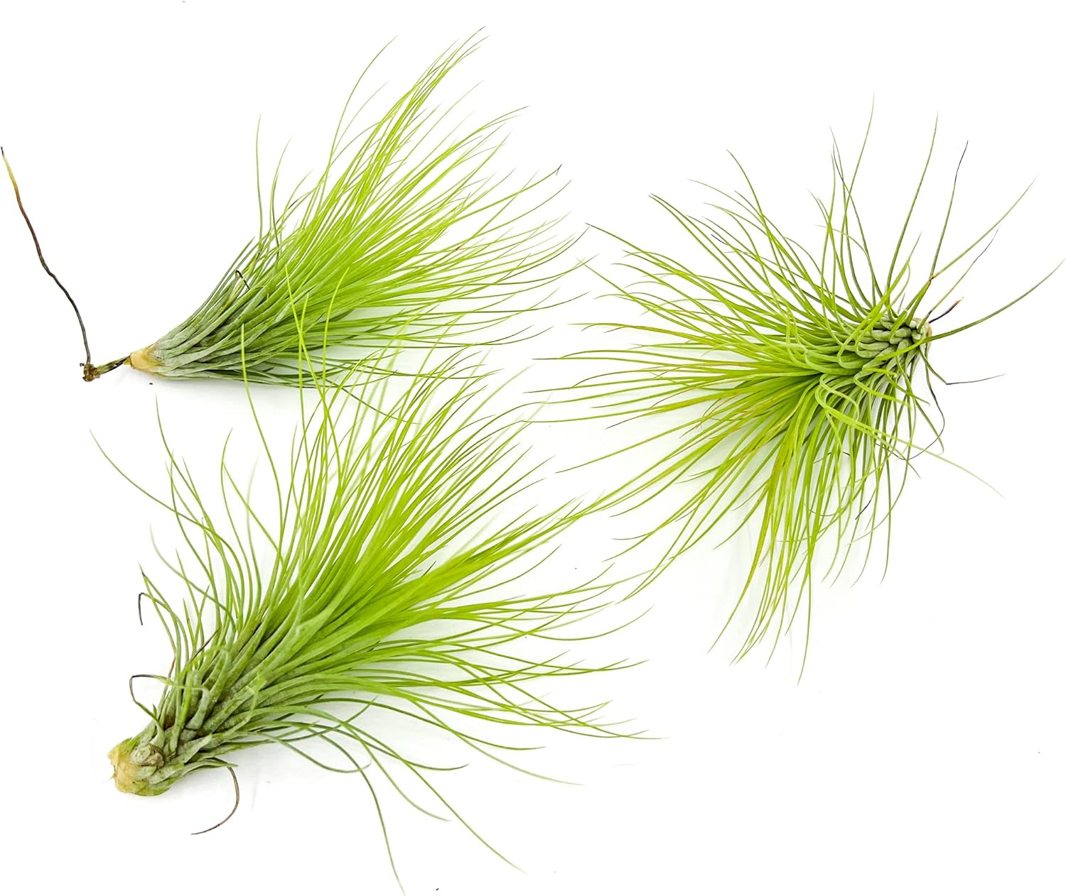 Tillandsia Andreana