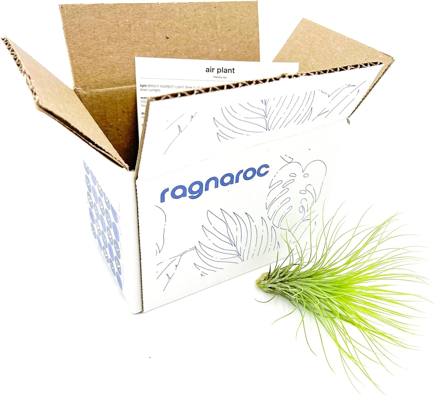 Tillandsia Andreana