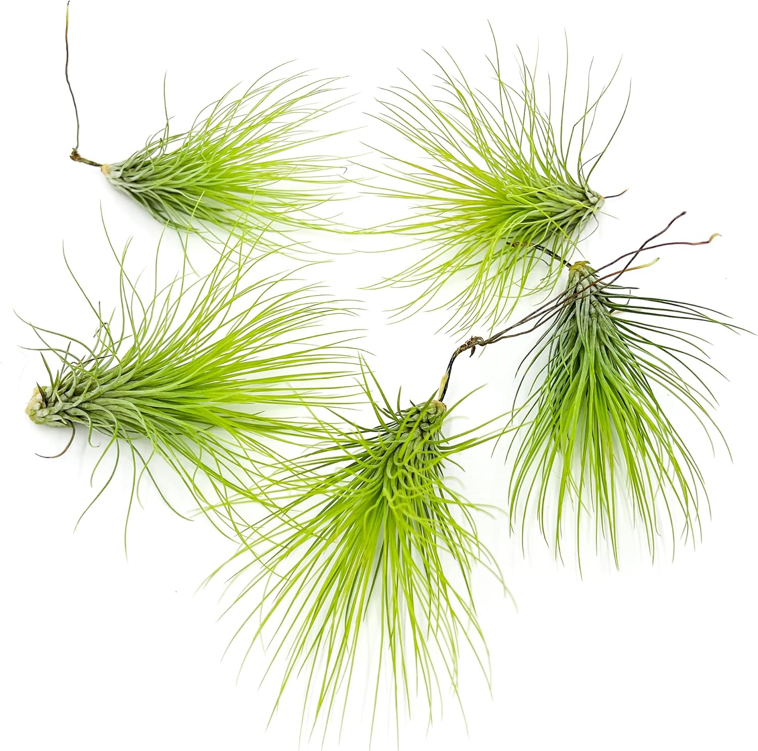 Tillandsia Andreana