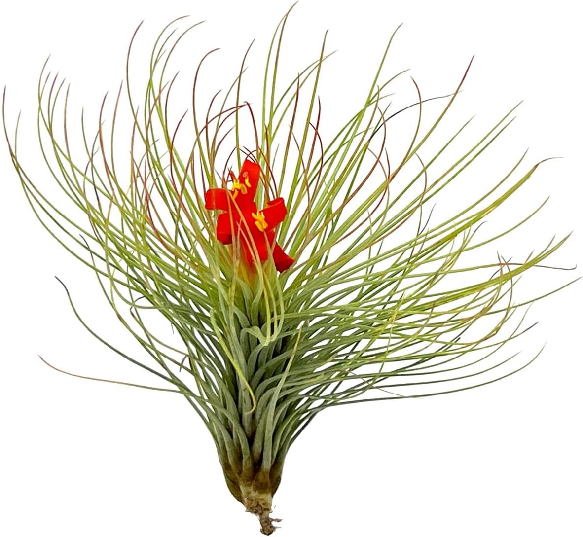 Tillandsia Andreana