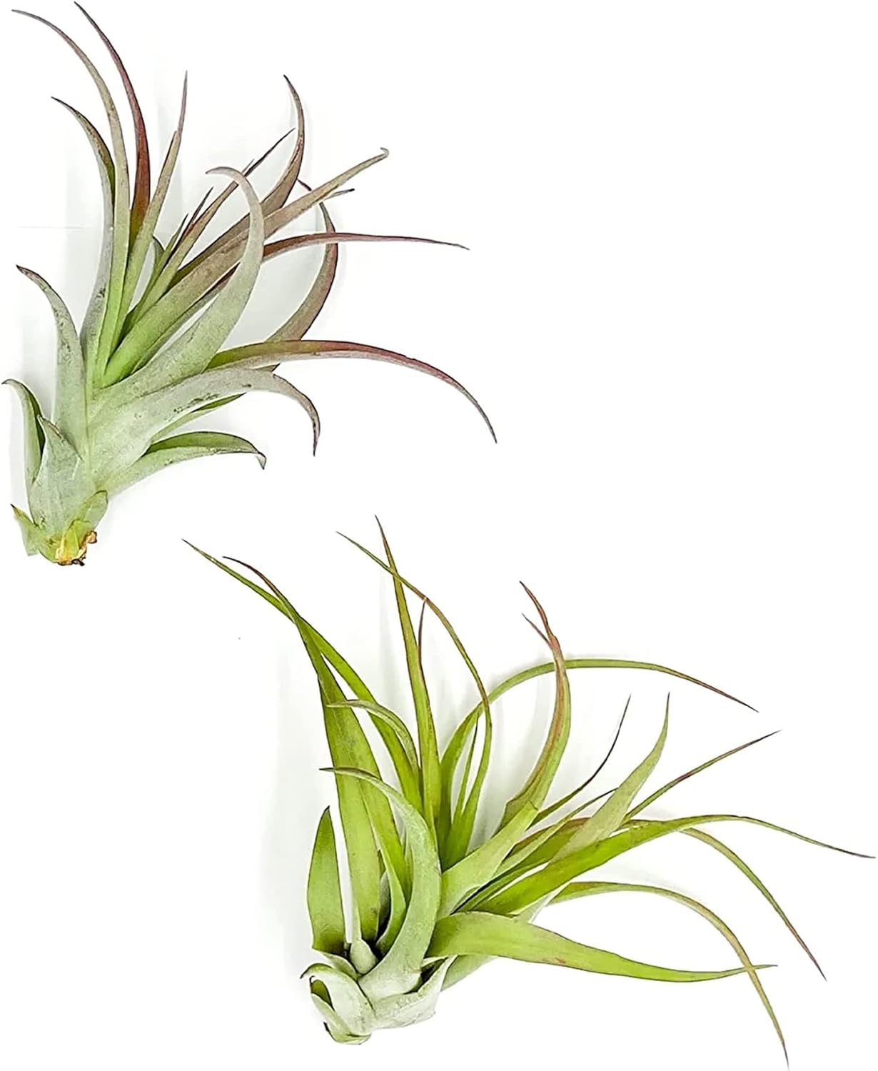 Tillandsia Brachycaulos Multiflora