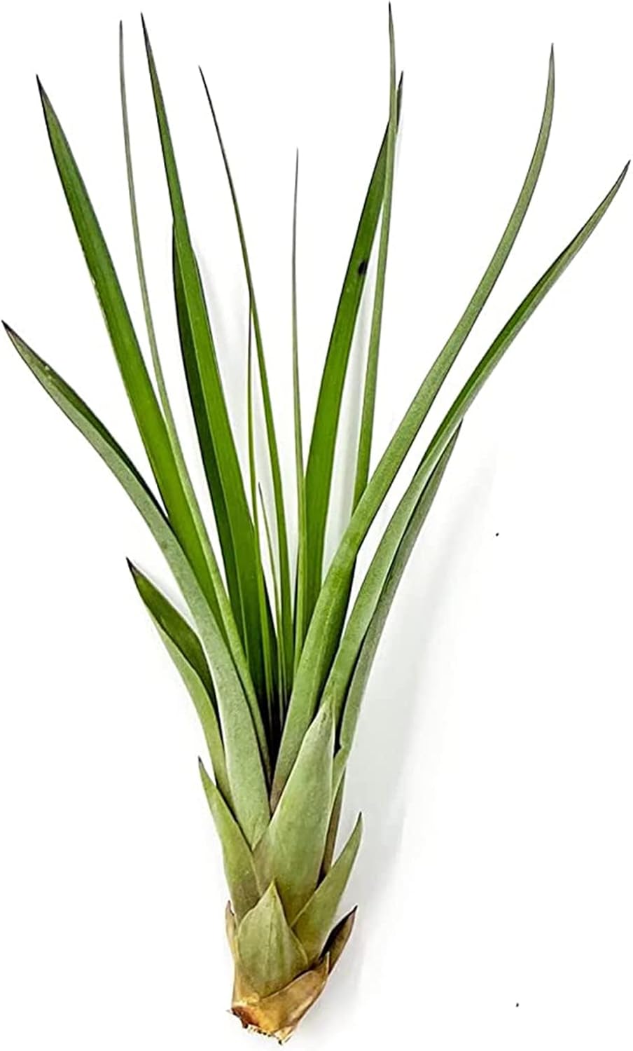 fake air plants Tillandsia Fasciculata Tricolor Large