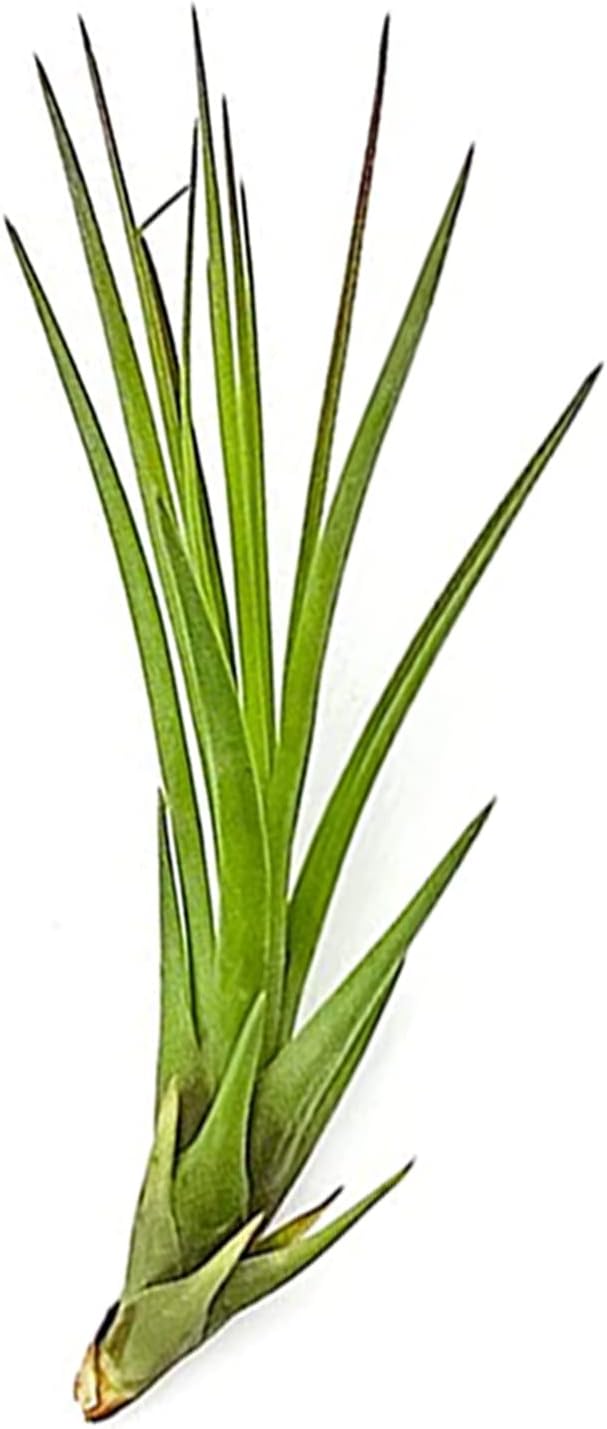melanocrater air plant Tillandsia Melanocrater Tricolor