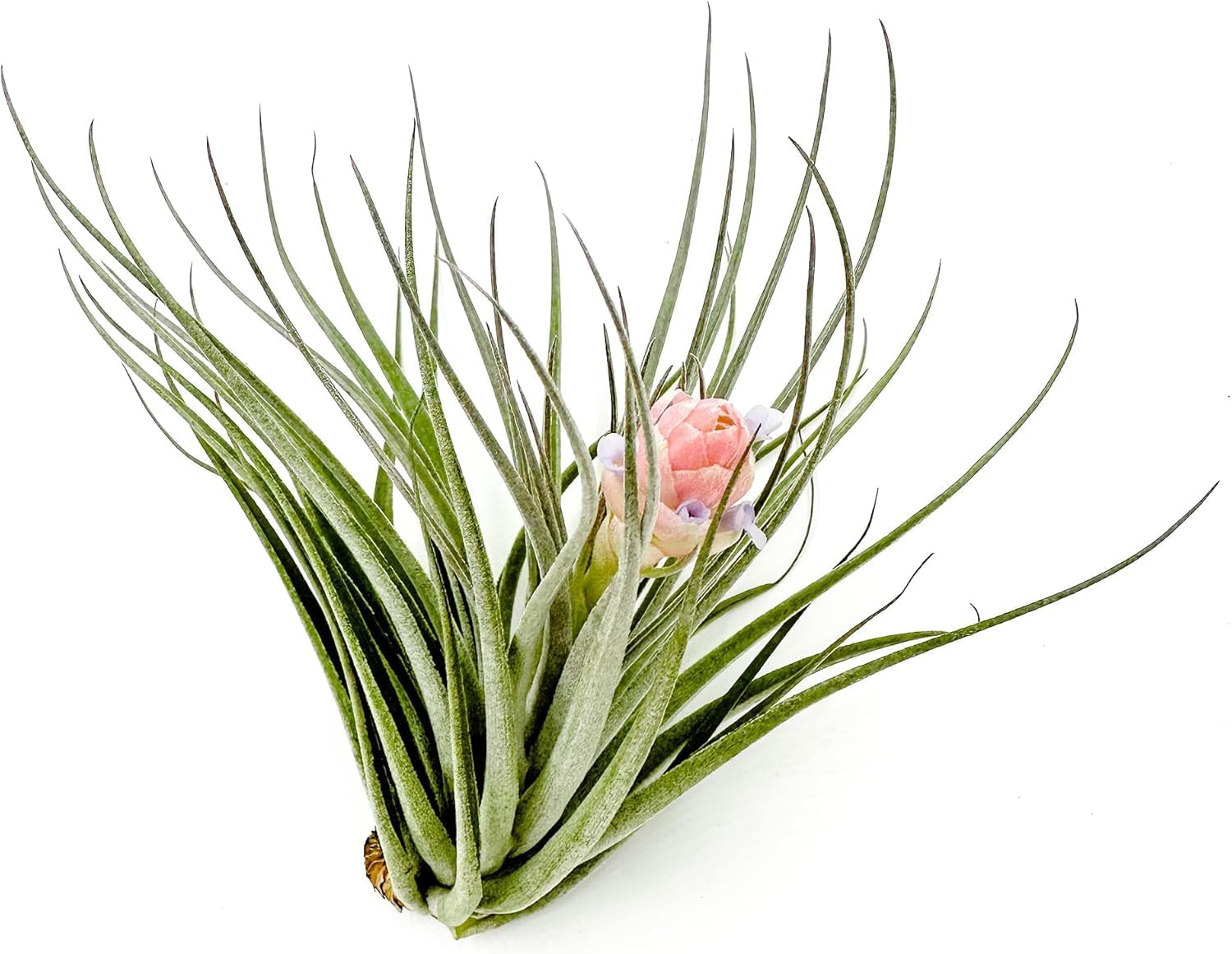 air plant with pink flower Tillandsia Pink Paske