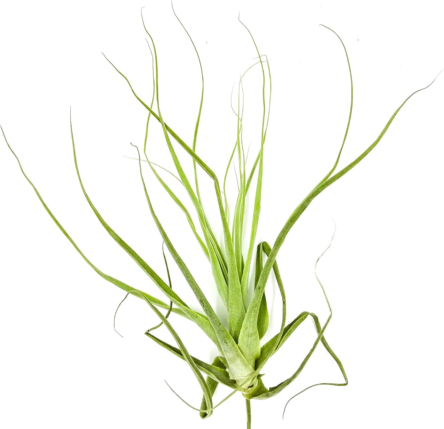 jumbo air plants Tillandsia Straminea Jumbo