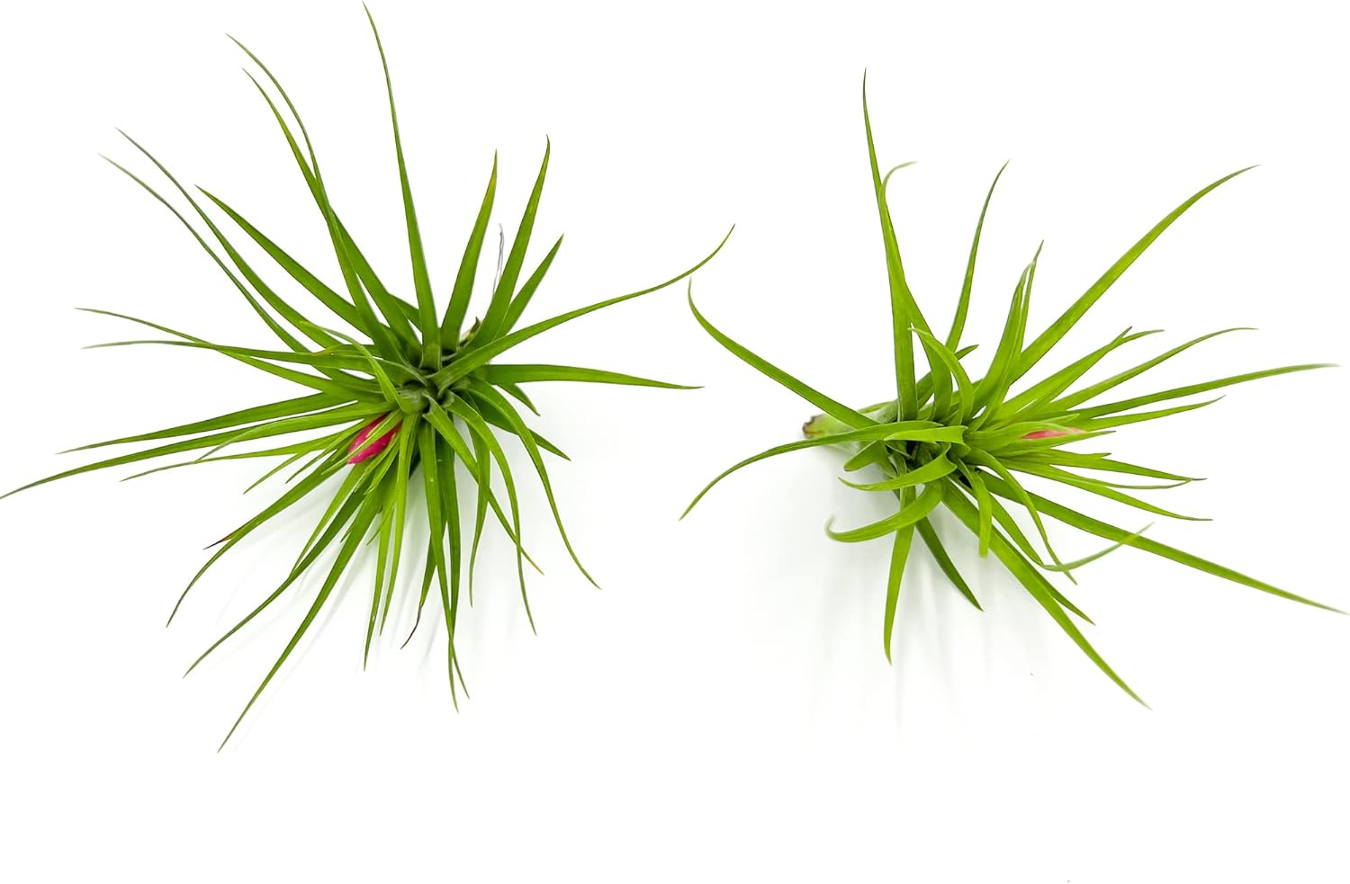 Tillandsia Tenuifolia Green