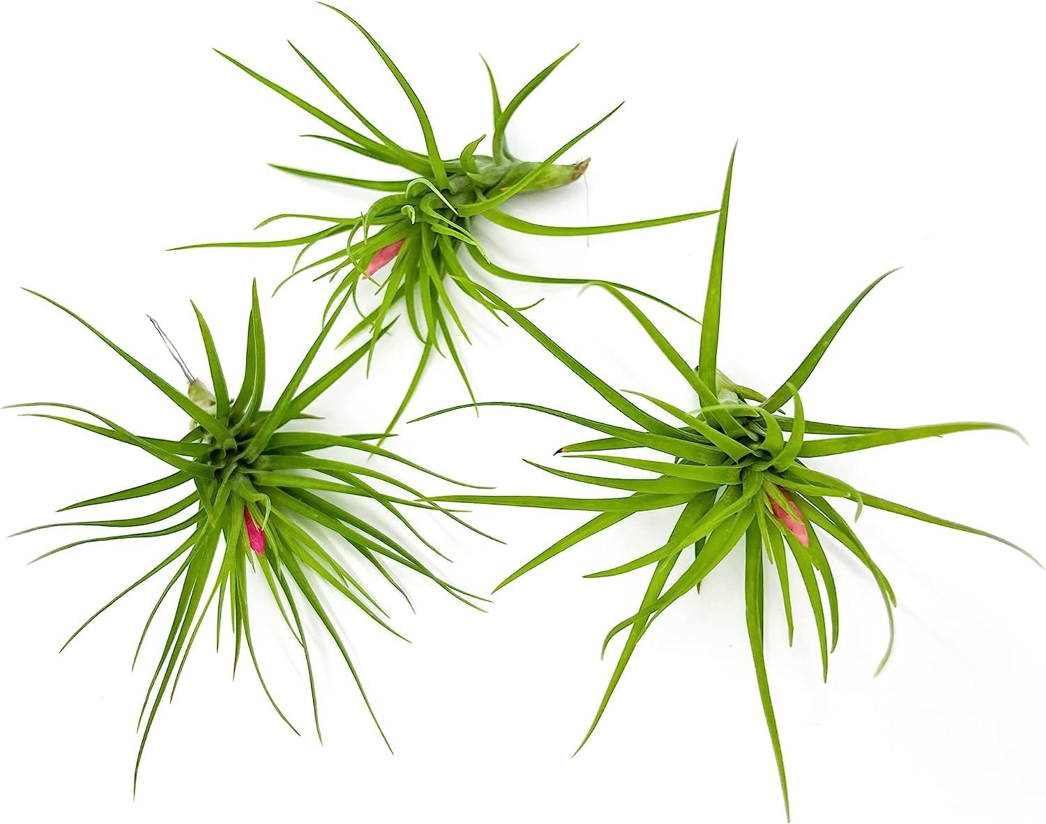 Tillandsia Tenuifolia Green