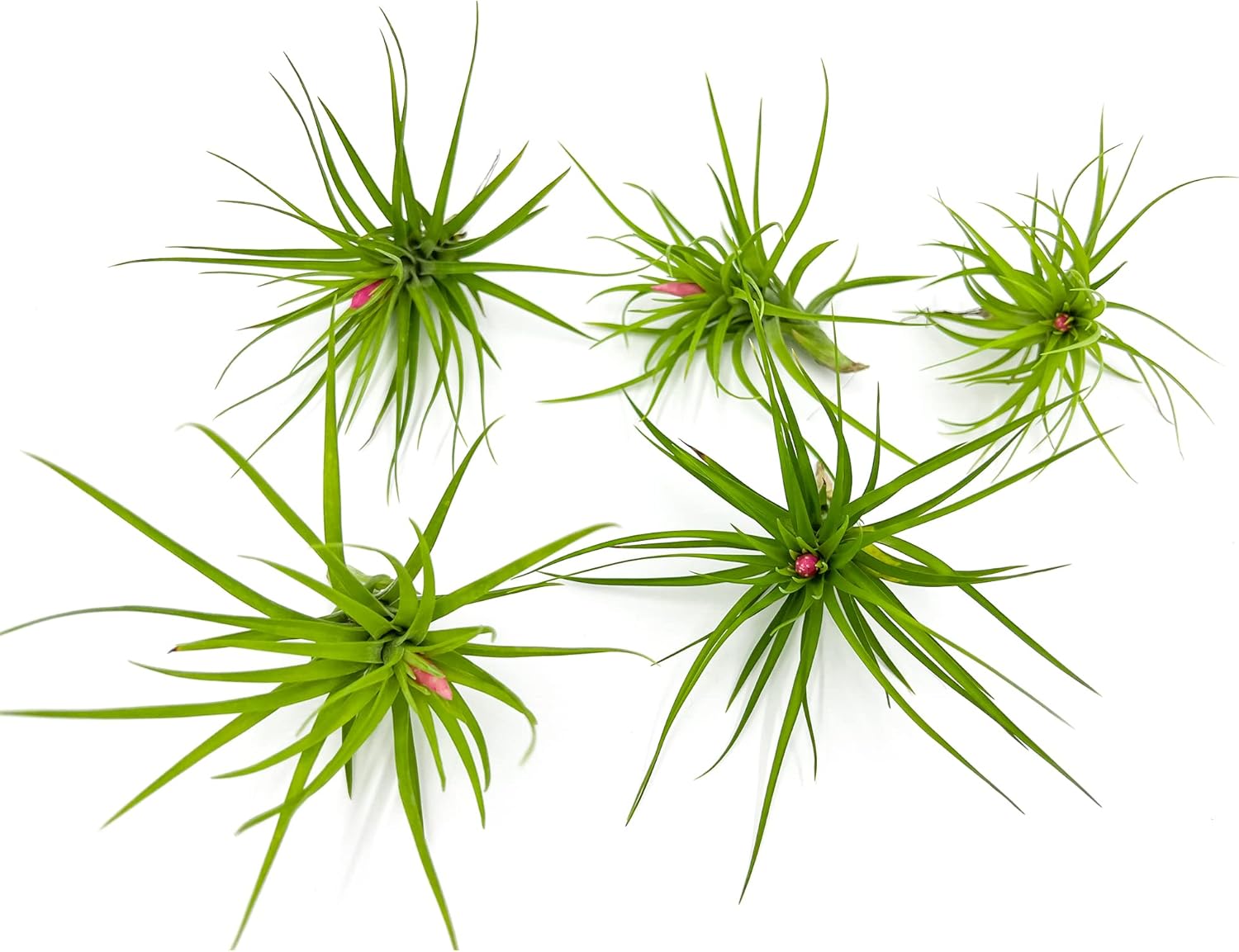 Tillandsia Tenuifolia Green