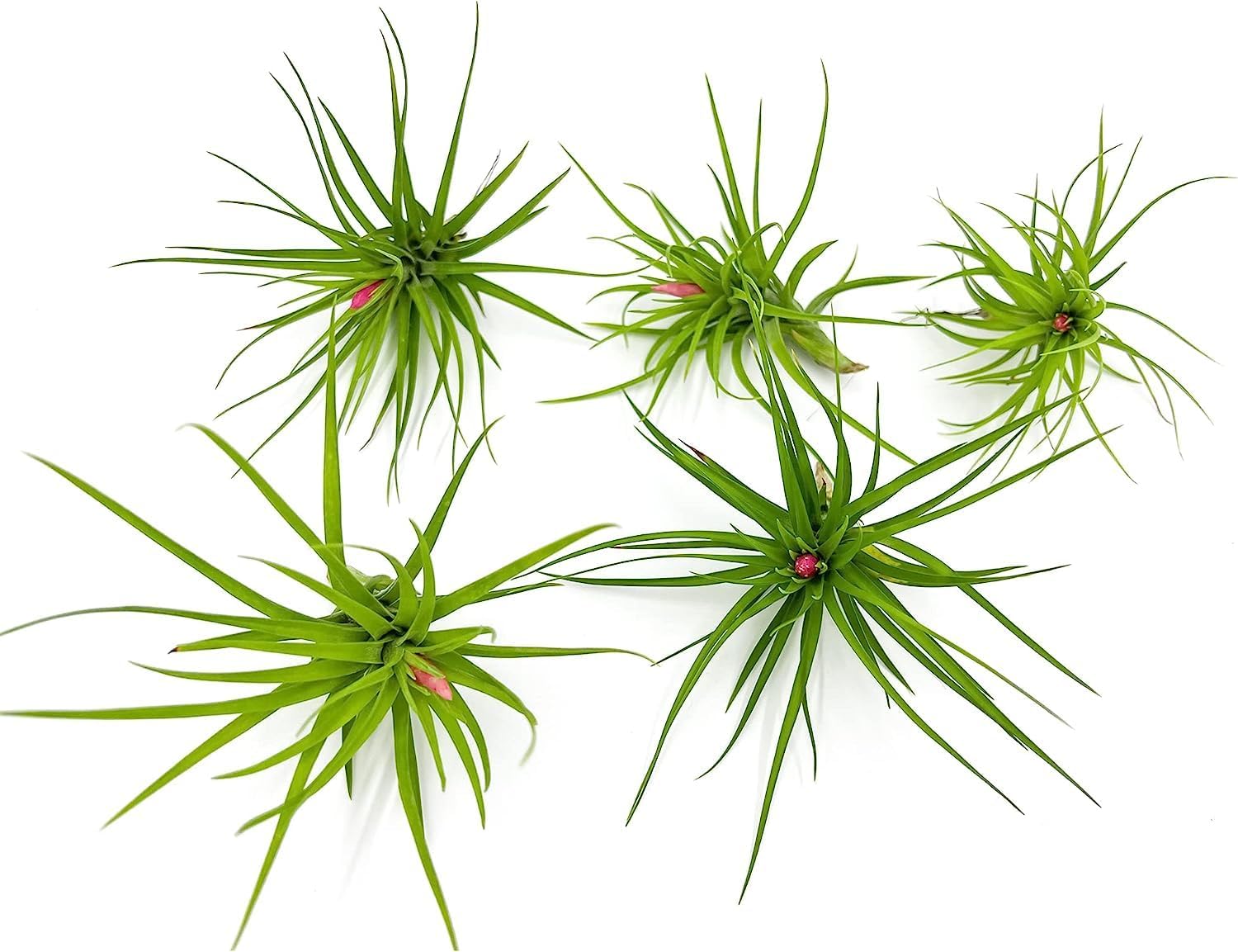 Tillandsia Tenuifolia Green