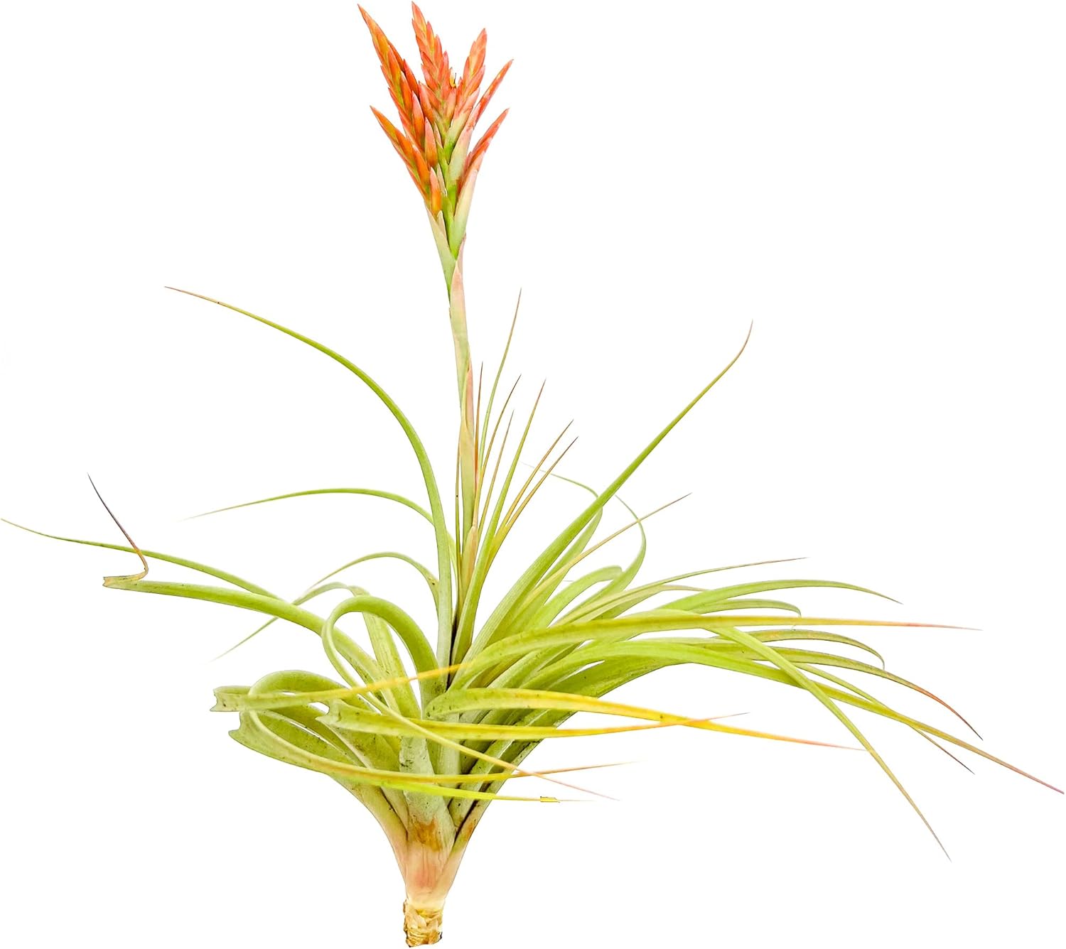 vernicosa air plant Tillandsia Vernicosa
